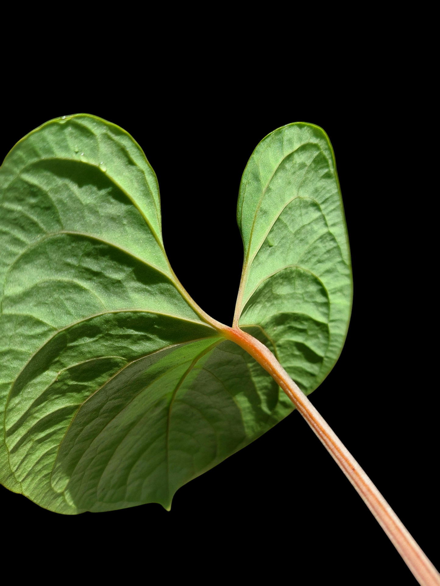 Anthurium sp. 'Huanuco Velvet' (EXACT PLANT)