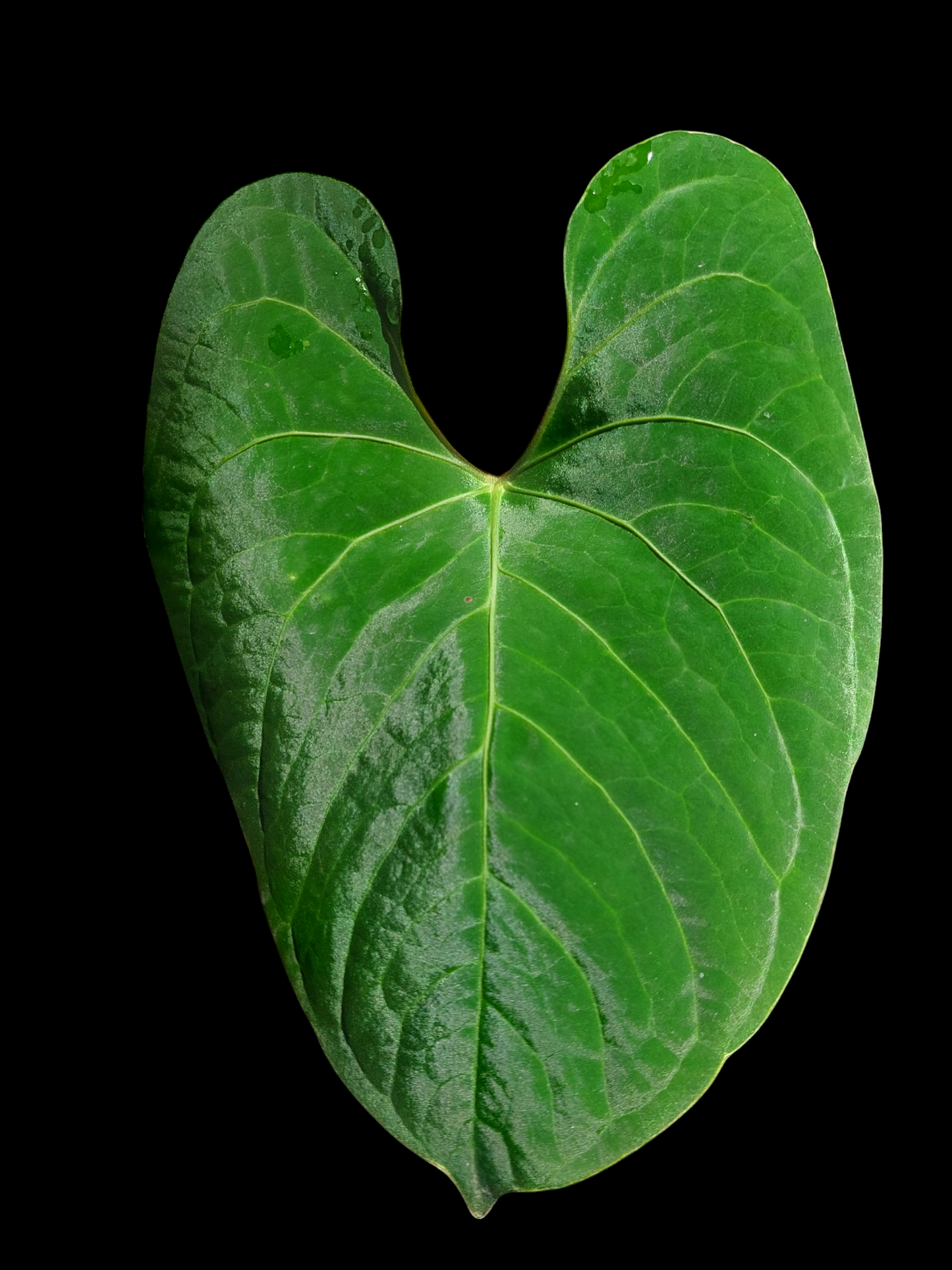 Anthurium sp. 'Huanuco Velvet' (EXACT PLANT)