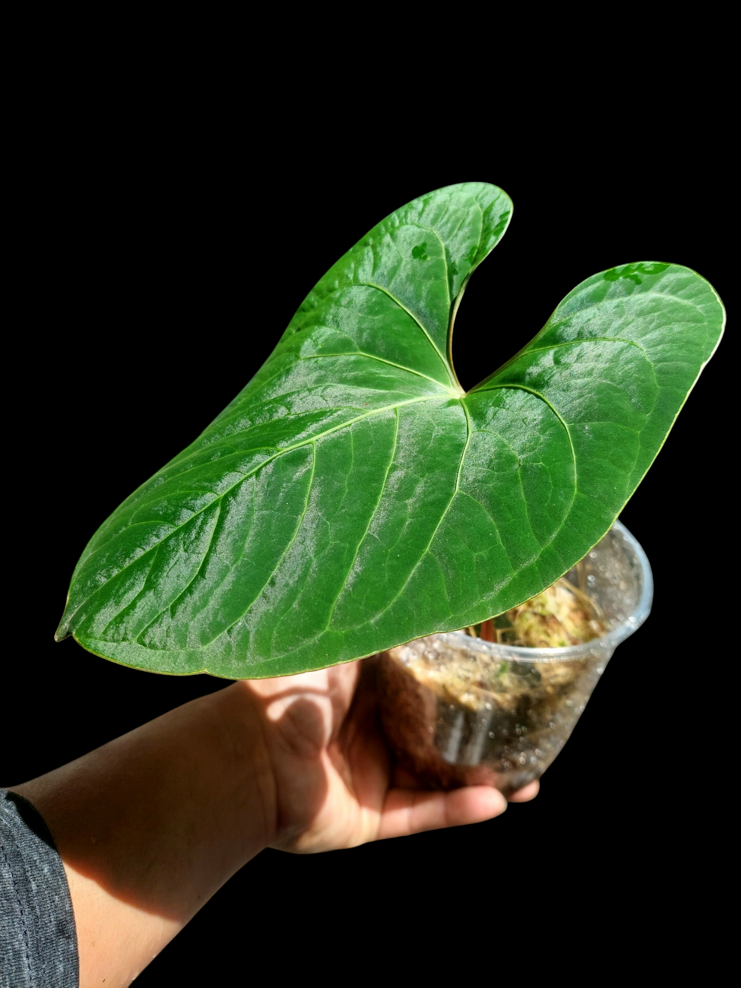 Anthurium sp. 'Huanuco Velvet' (EXACT PLANT)