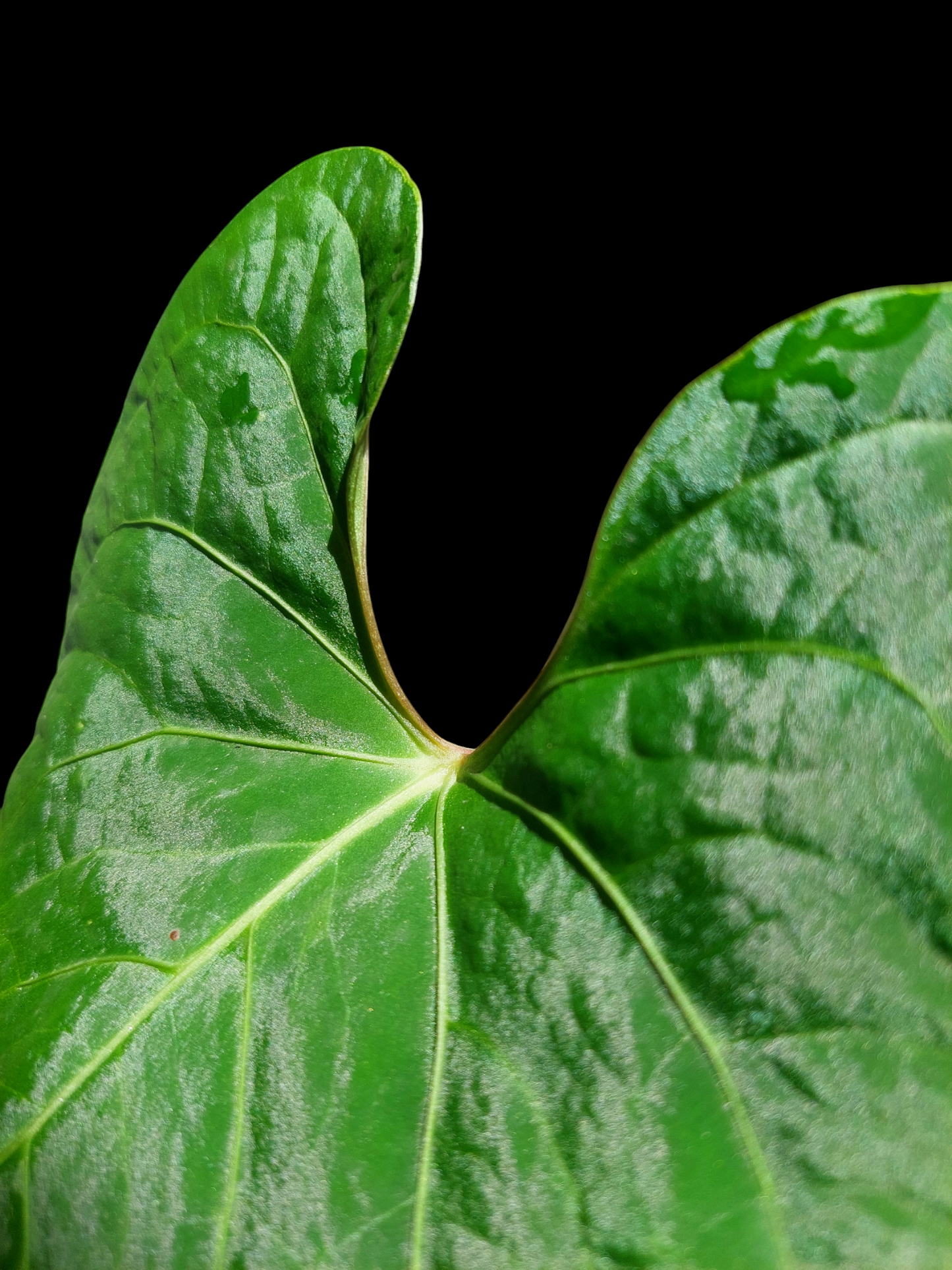 Anthurium sp. 'Huanuco Velvet' (EXACT PLANT)