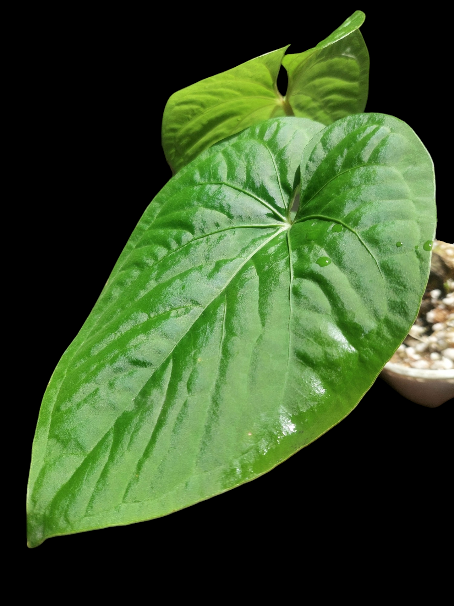 Anthurium sp. "Kunayala Glow" 3 Leaves (EXACT PLANT)