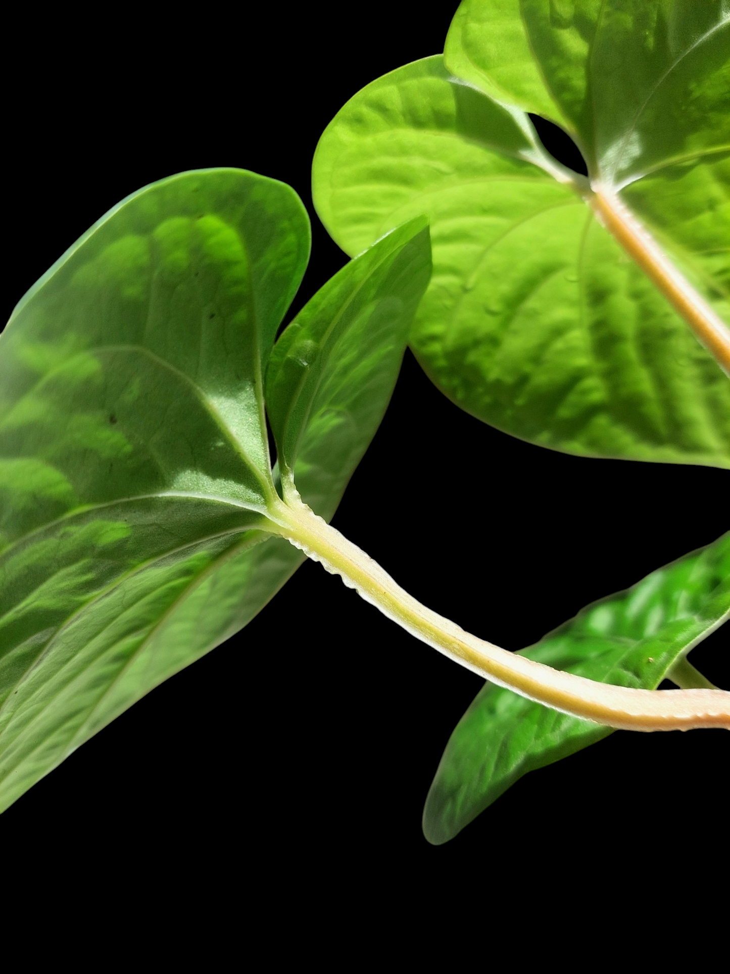 Anthurium sp. "Kunayala Glow" 3 Leaves (EXACT PLANT)