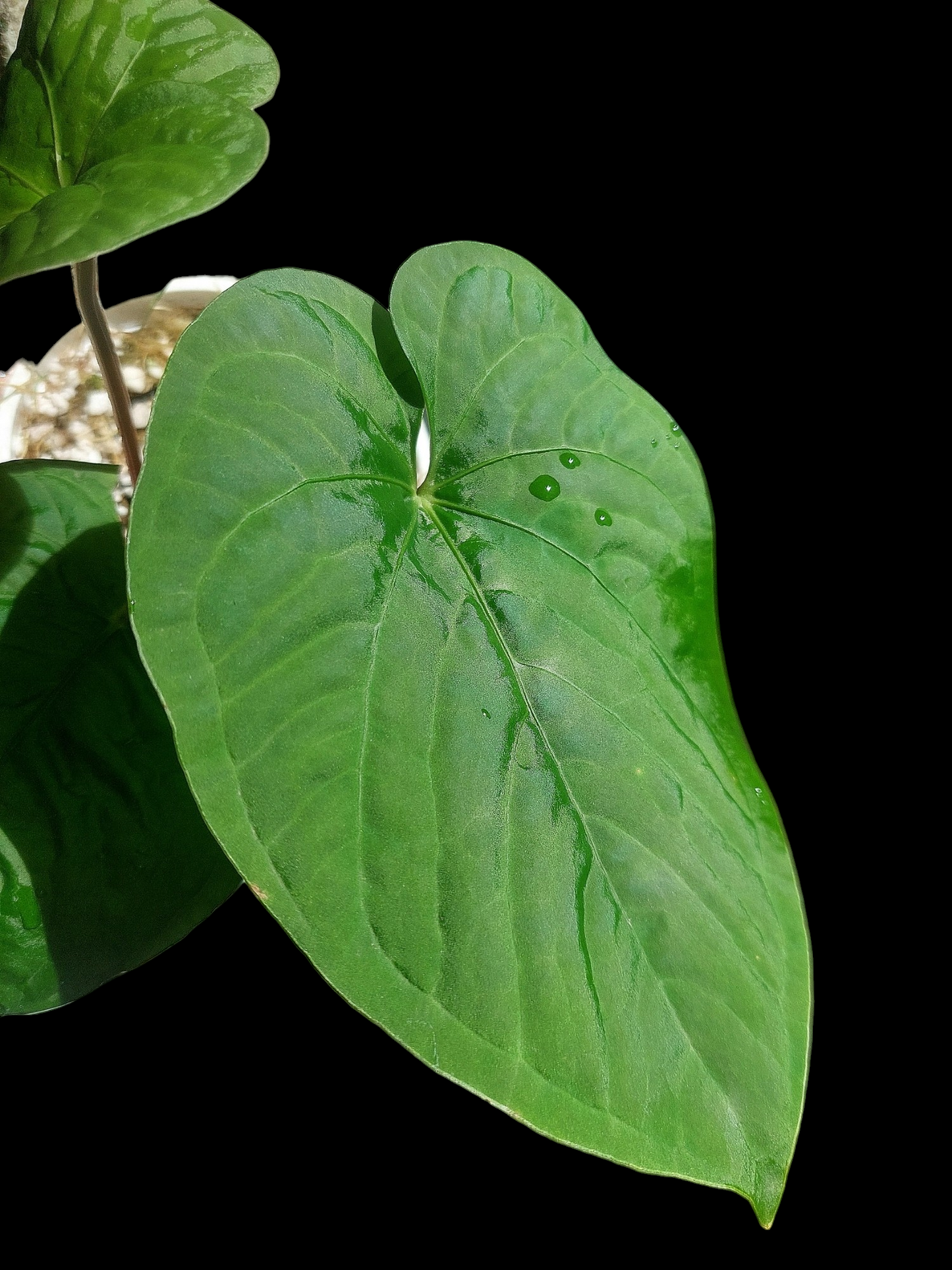 Anthurium sp. "Kunayala Glow" 3 Leaves (EXACT PLANT)