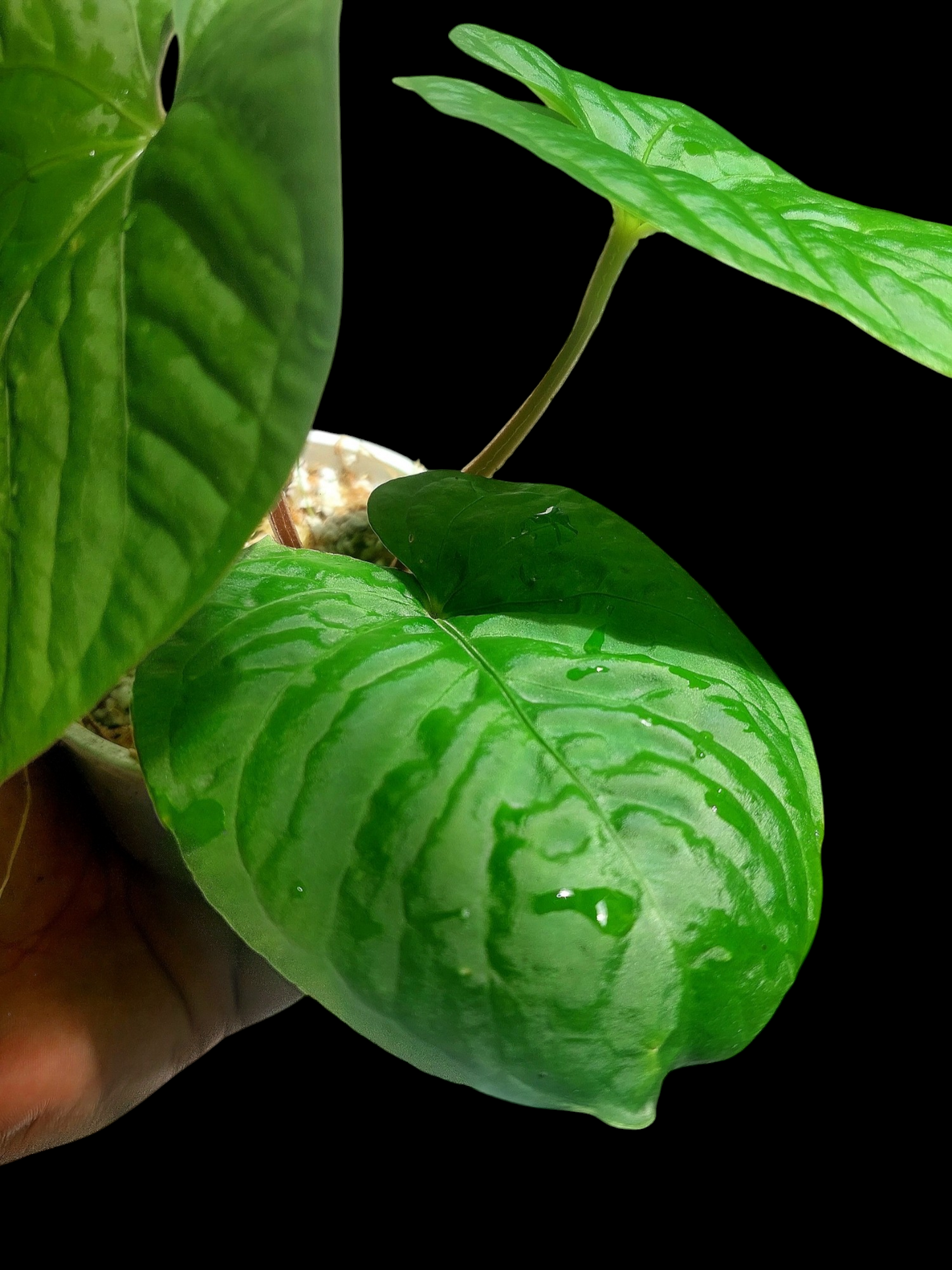 Anthurium sp. "Kunayala Glow" 3 Leaves (EXACT PLANT)
