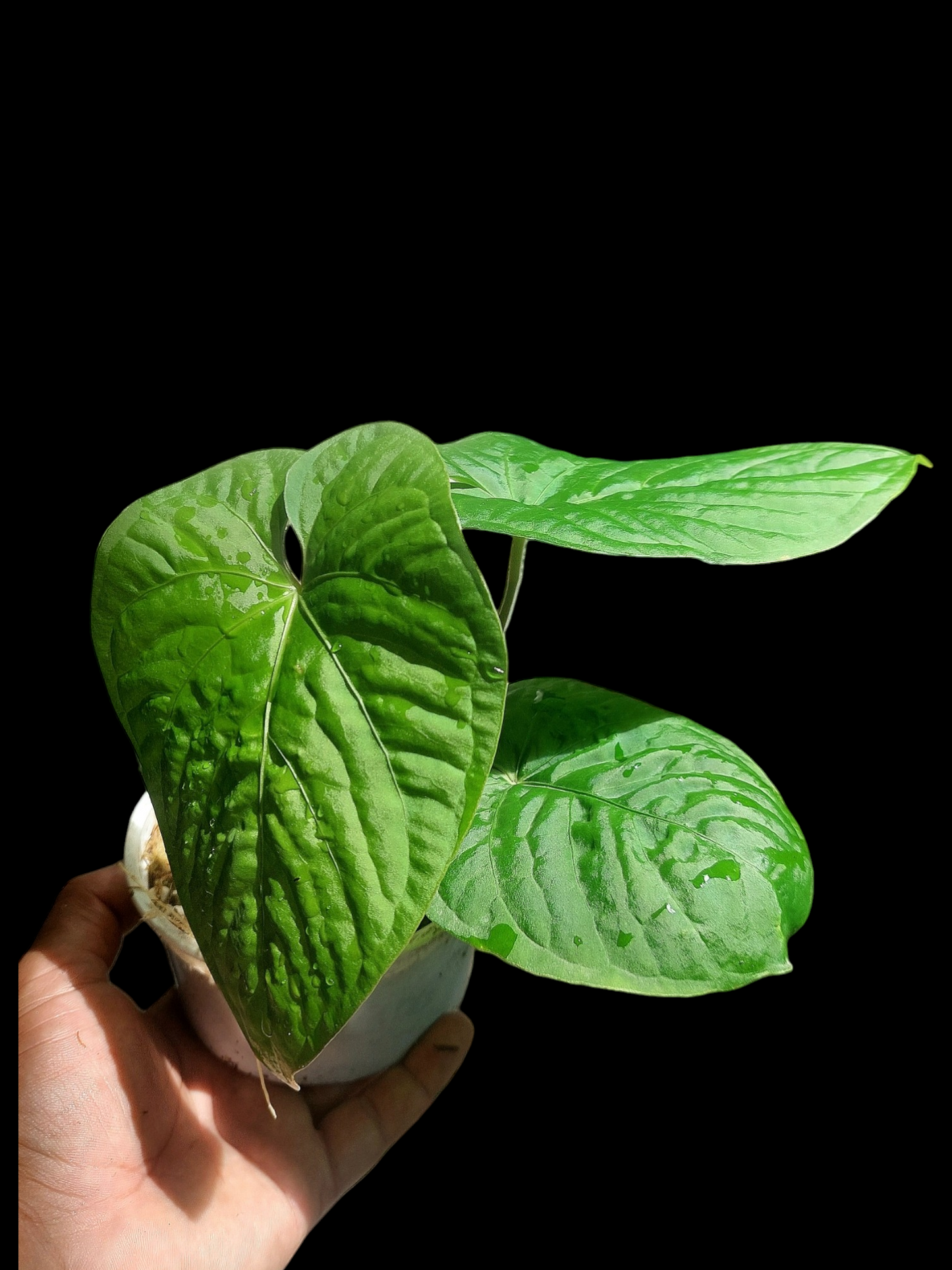 Anthurium sp. "Kunayala Glow" 3 Leaves (EXACT PLANT)