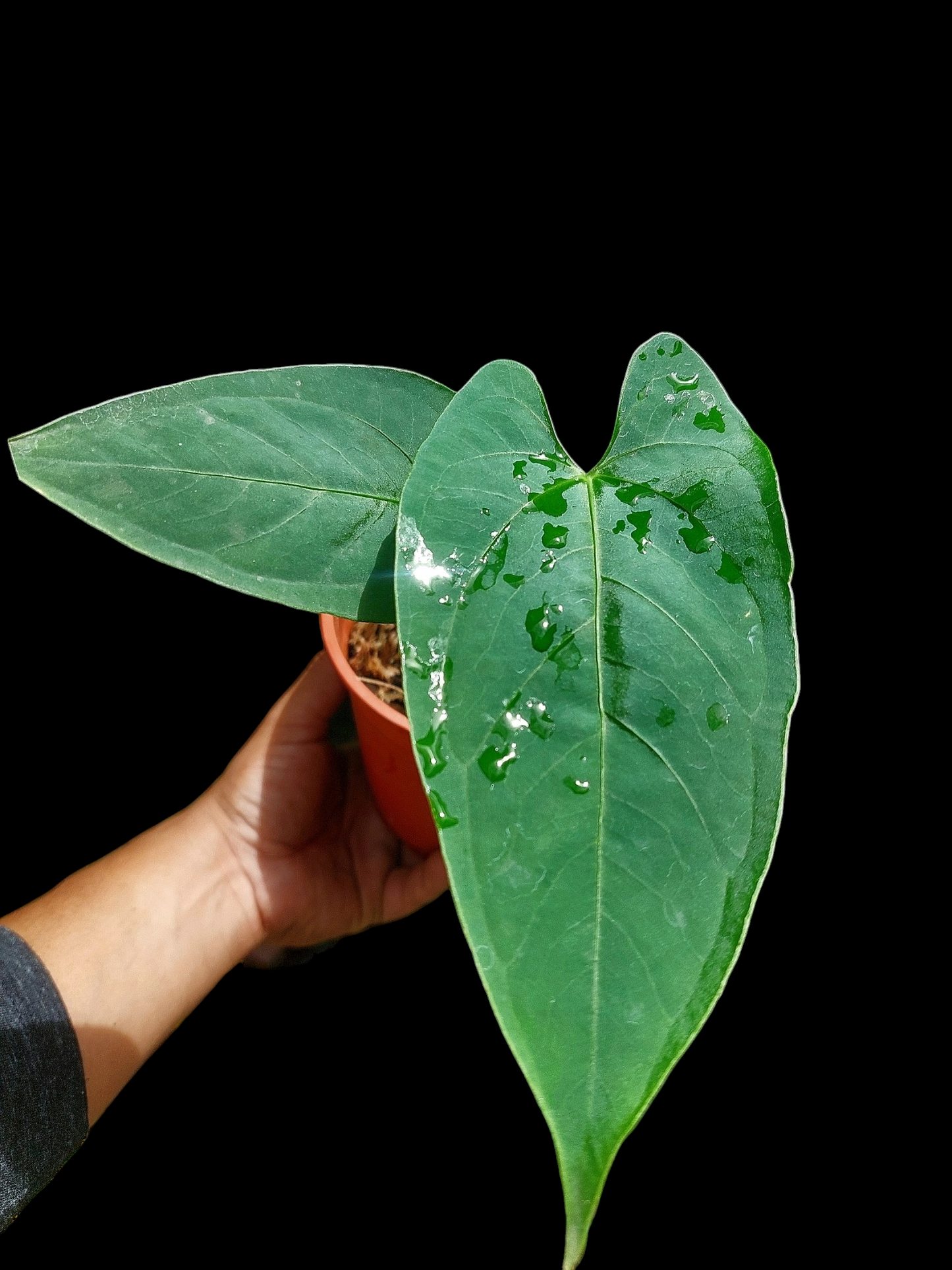 Anthurium sp. "Cumbazino" Small Size Wild Ecotype (EXACT PLANT)