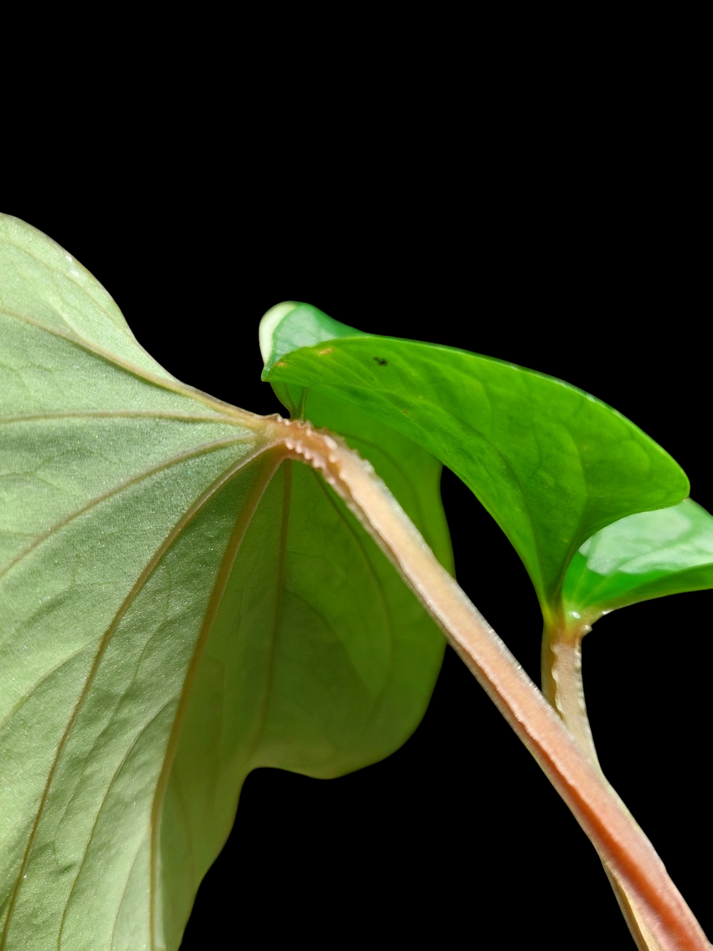 Anthurium sp. 'Huanuco Velvet' Small Size Wild Ecotype (EXACT PLANT)