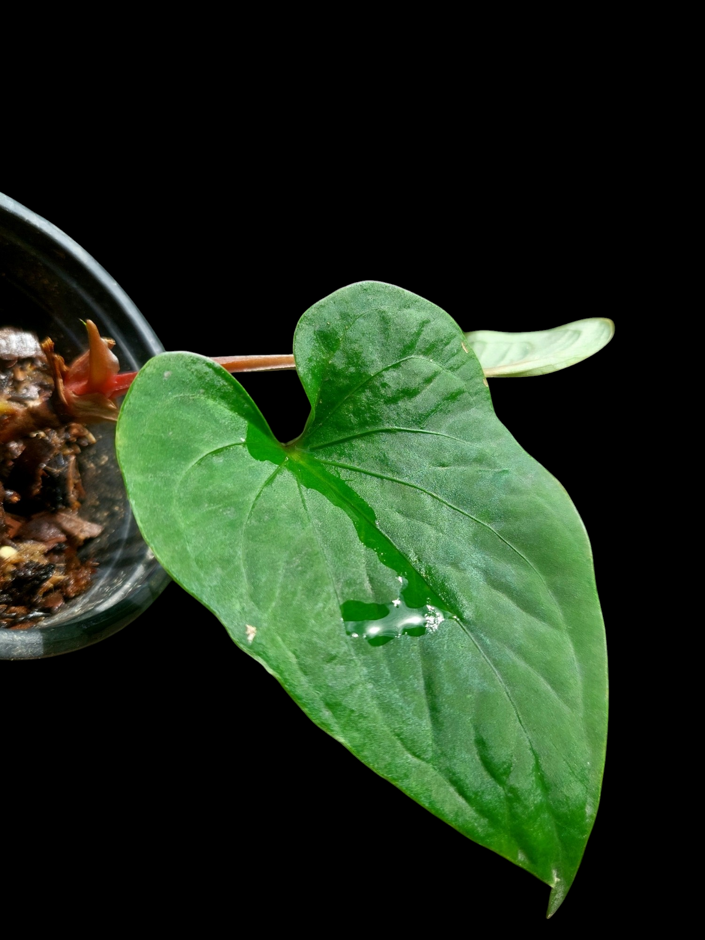 Anthurium sp. 'Huanuco Velvet' Small Size Wild Ecotype (EXACT PLANT)