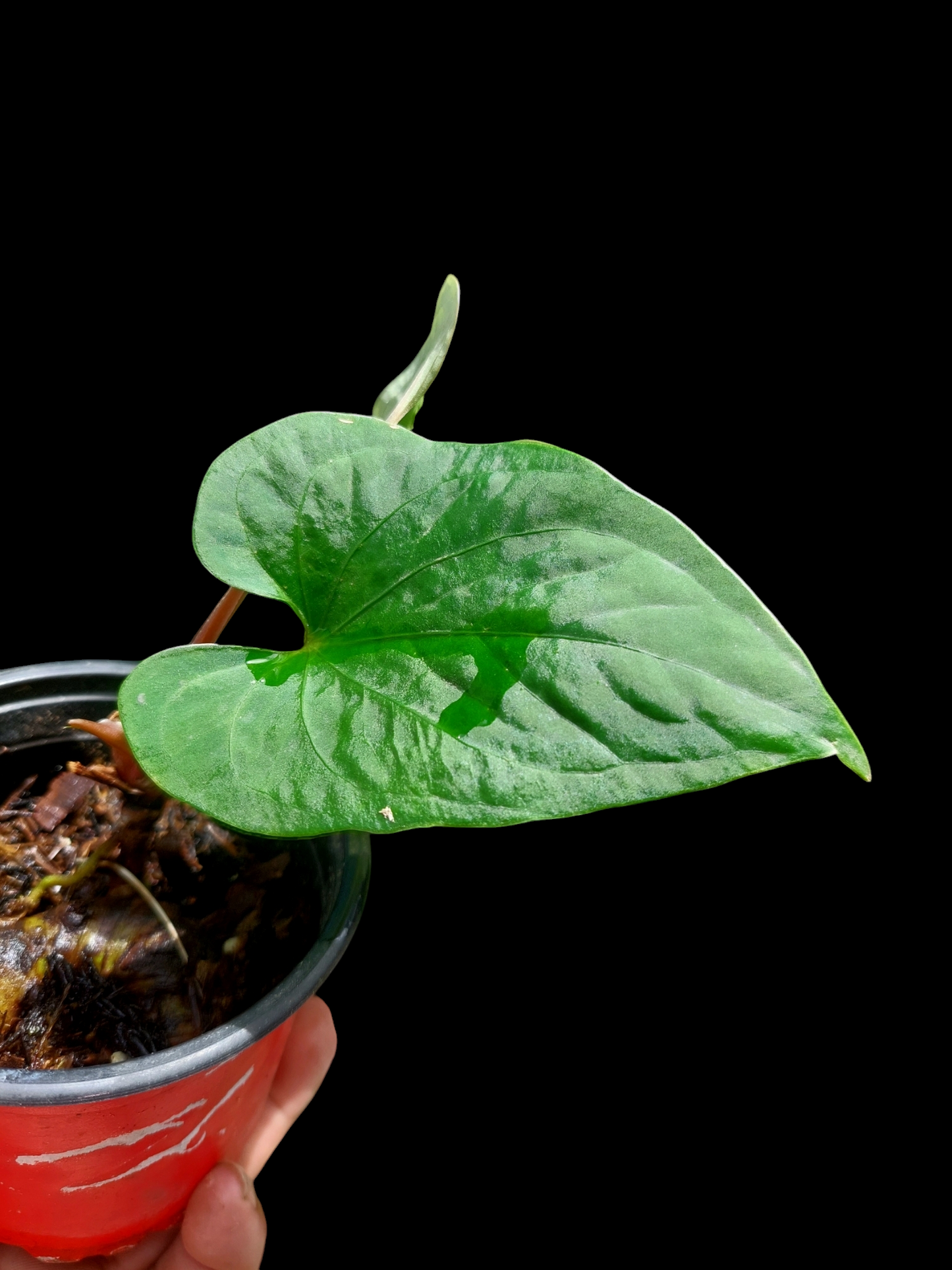 Anthurium sp. 'Huanuco Velvet' Small Size Wild Ecotype (EXACT PLANT)