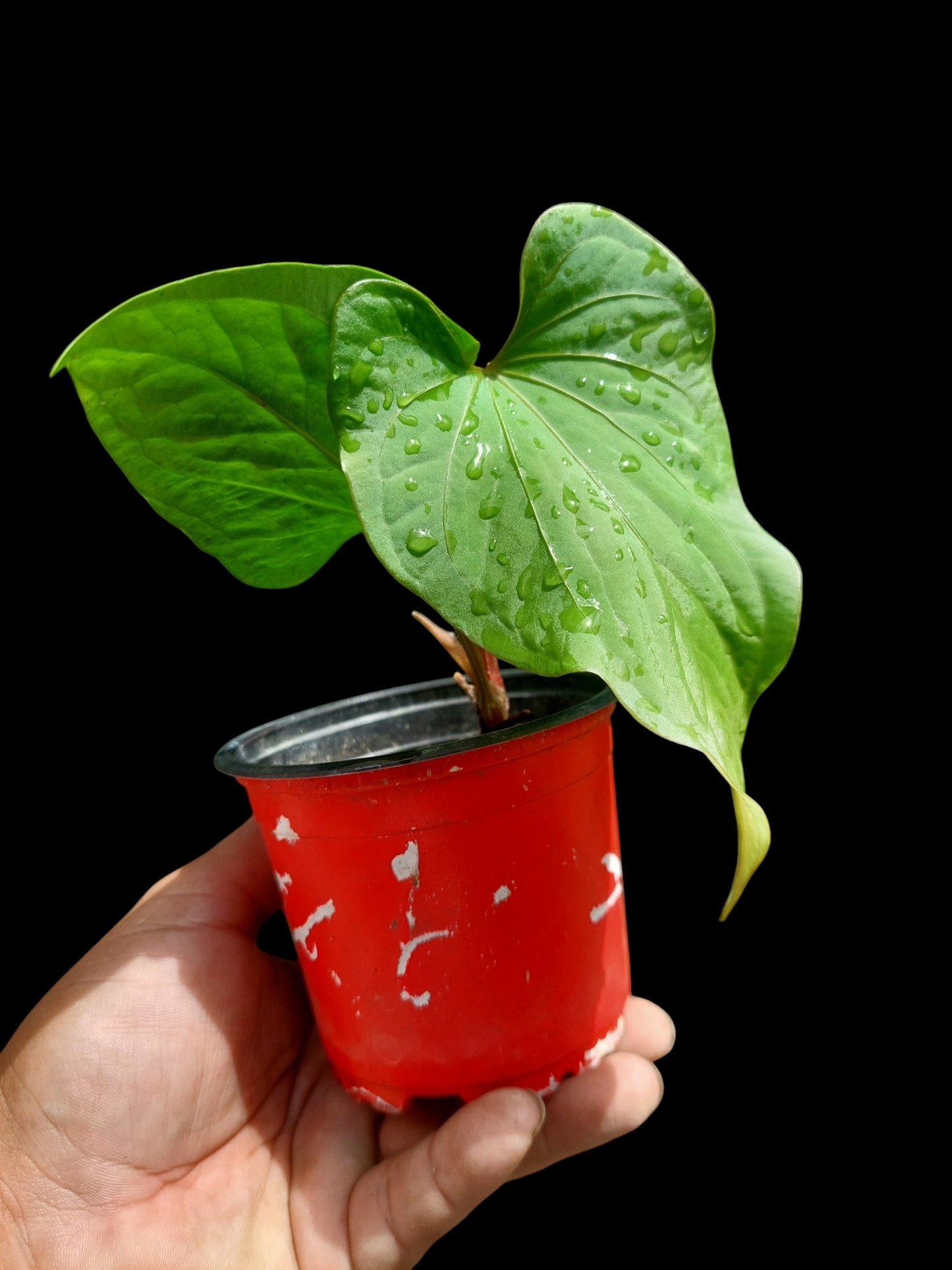 Anthurium sp. 'Huanuco Velvet' Small Size Wild Ecotype (EXACT PLANT)