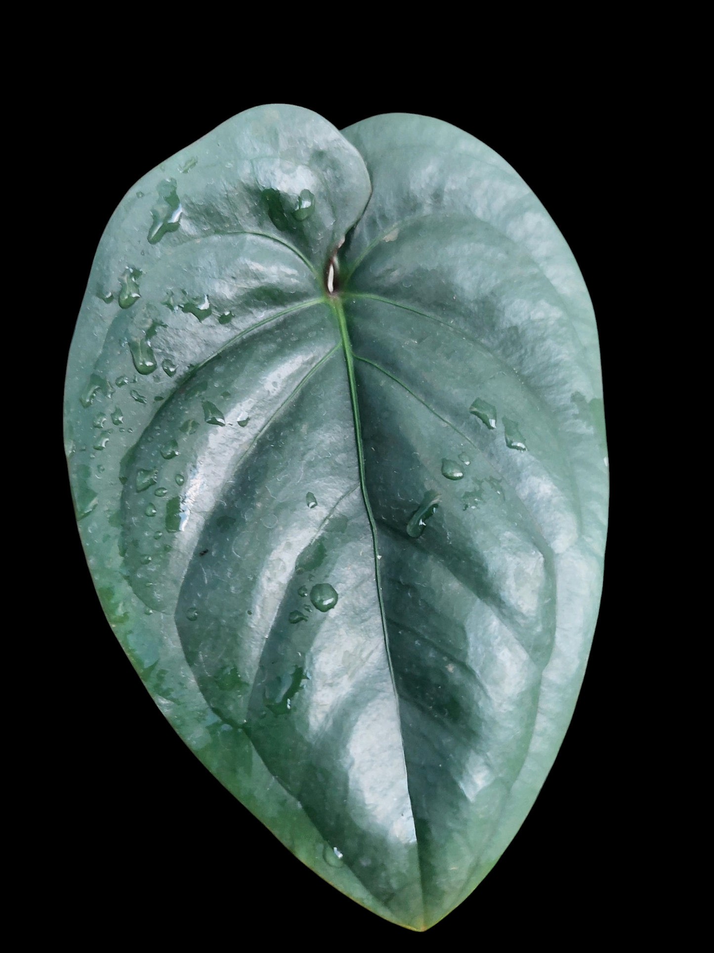 Anthurium sp. 'Silver Peru' Dark Petiole (EXACT PLANT)
