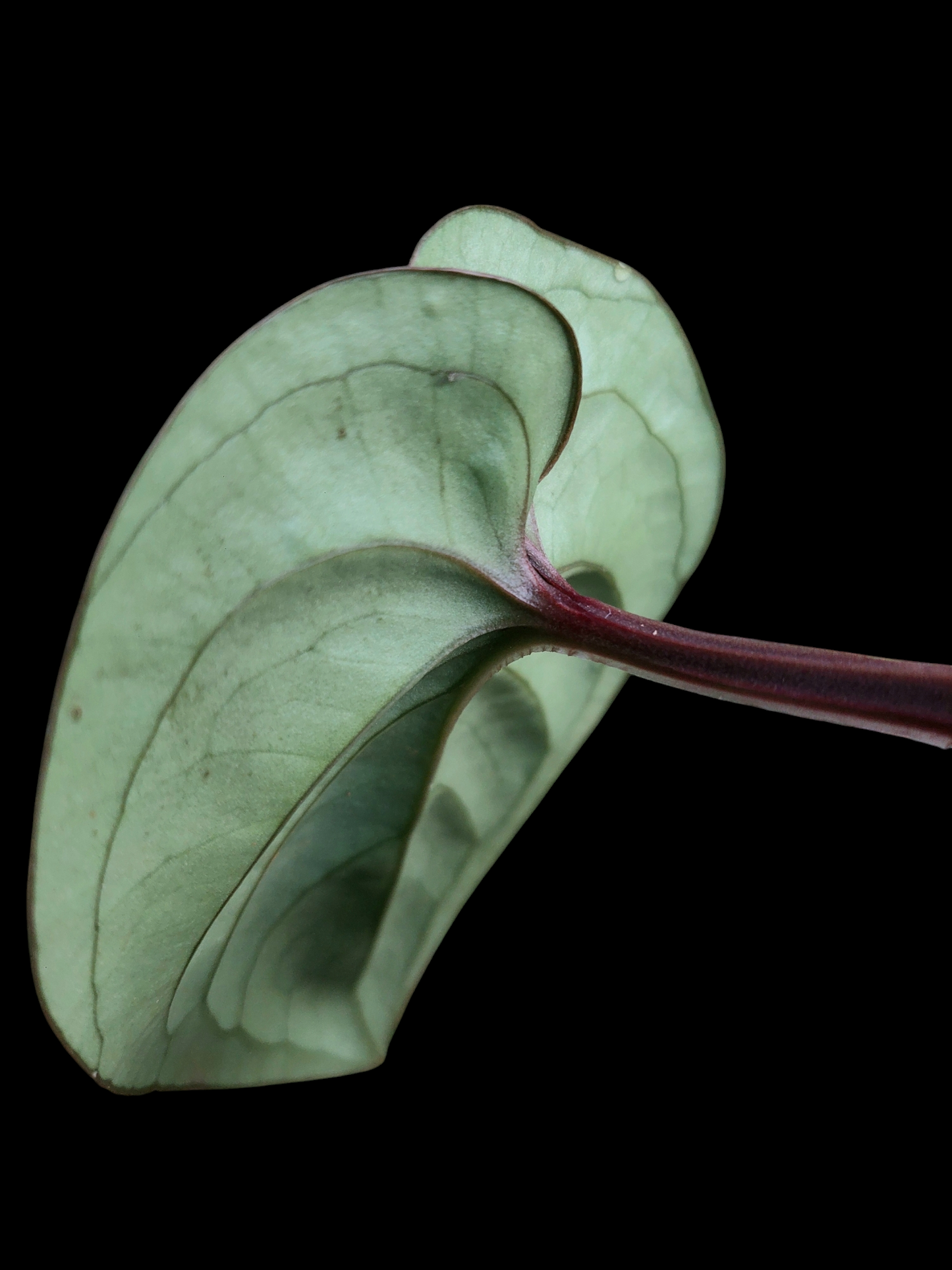 Anthurium sp. 'Silver Peru' Dark Petiole (EXACT PLANT)