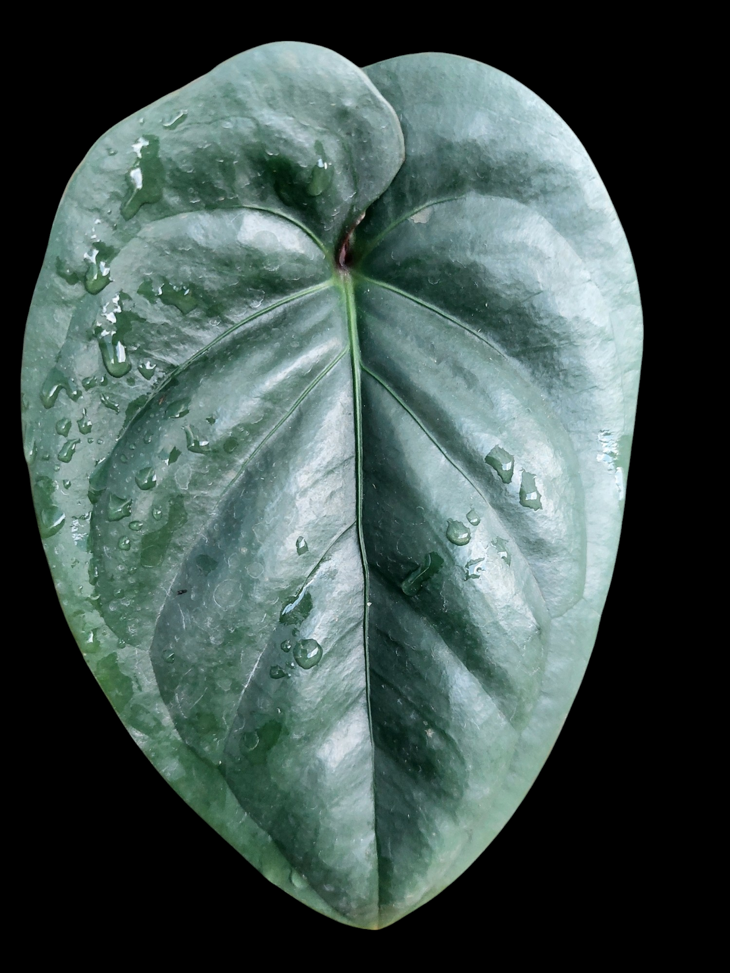 Anthurium sp. 'Silver Peru' Dark Petiole (EXACT PLANT)