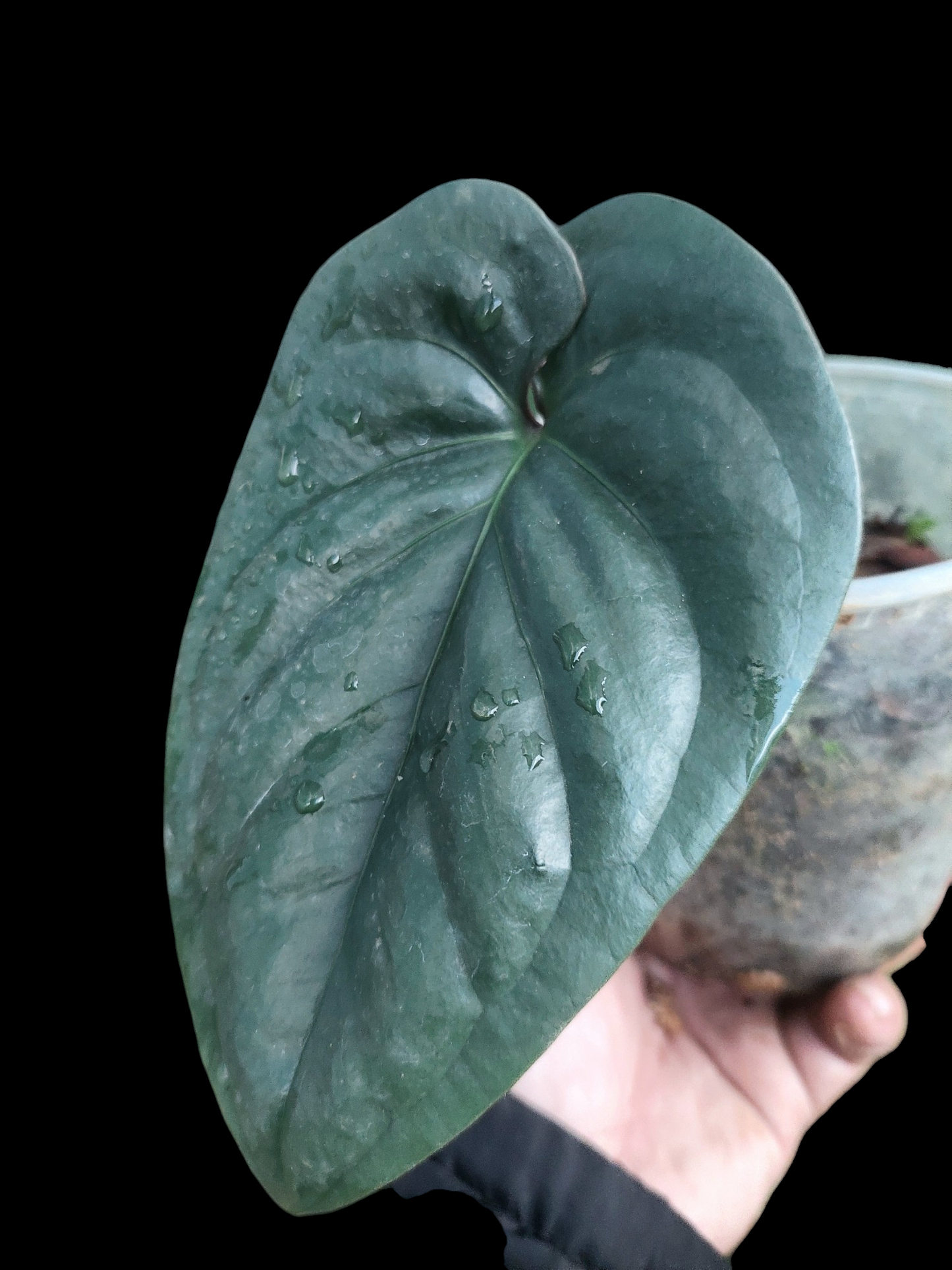 Anthurium sp. 'Silver Peru' Dark Petiole (EXACT PLANT)