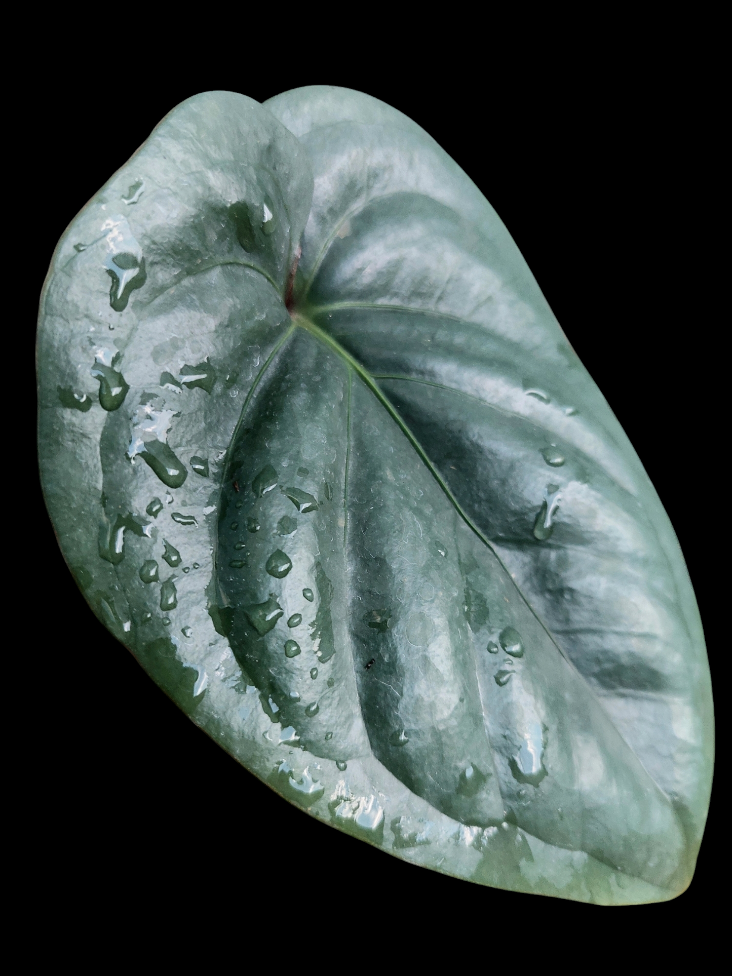 Anthurium sp. 'Silver Peru' Dark Petiole (EXACT PLANT)