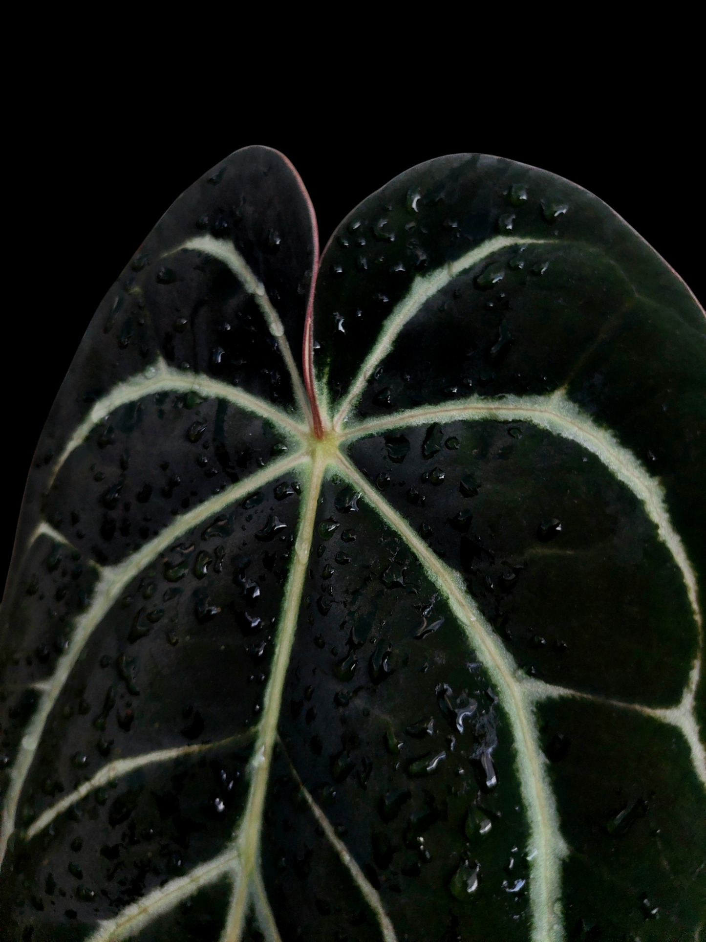 Anthurium Carlablackiae Wild Ecotype (EXACT PLANT)