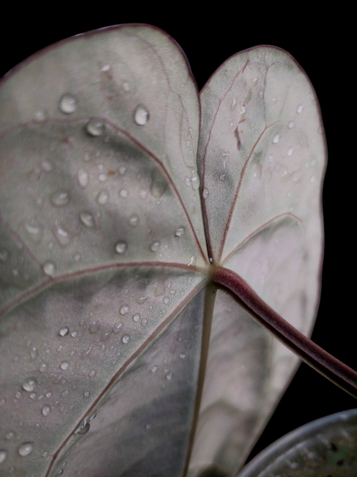 Anthurium Carlablackiae Wild Ecotype (EXACT PLANT)