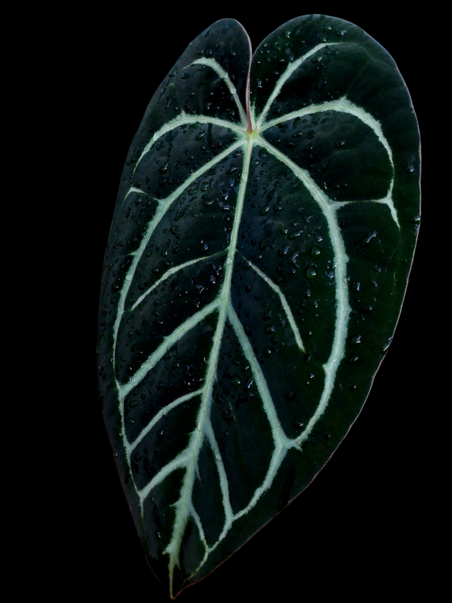 Anthurium Carlablackiae Wild Ecotype (EXACT PLANT)
