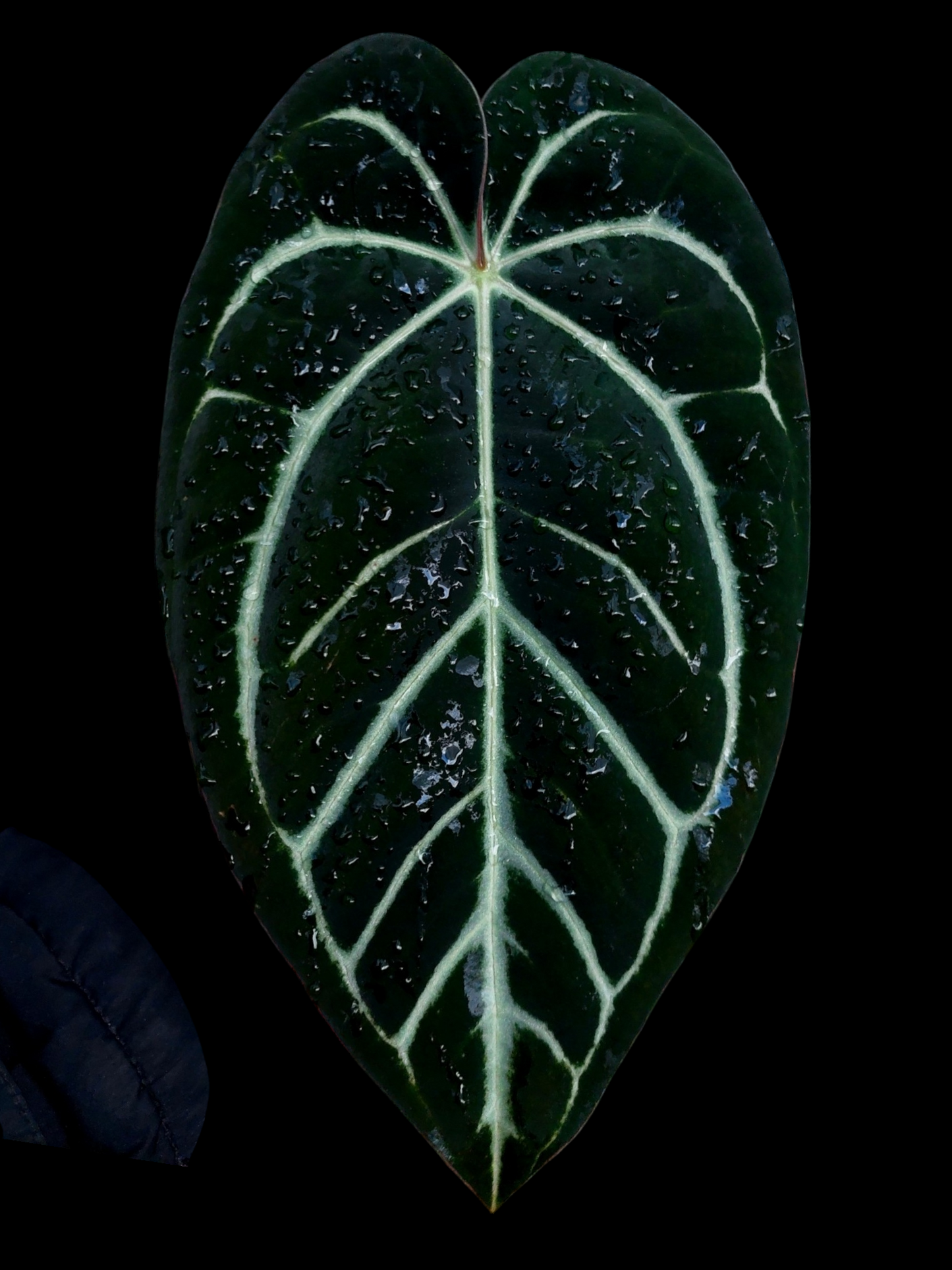 Anthurium Carlablackiae Wild Ecotype (EXACT PLANT)