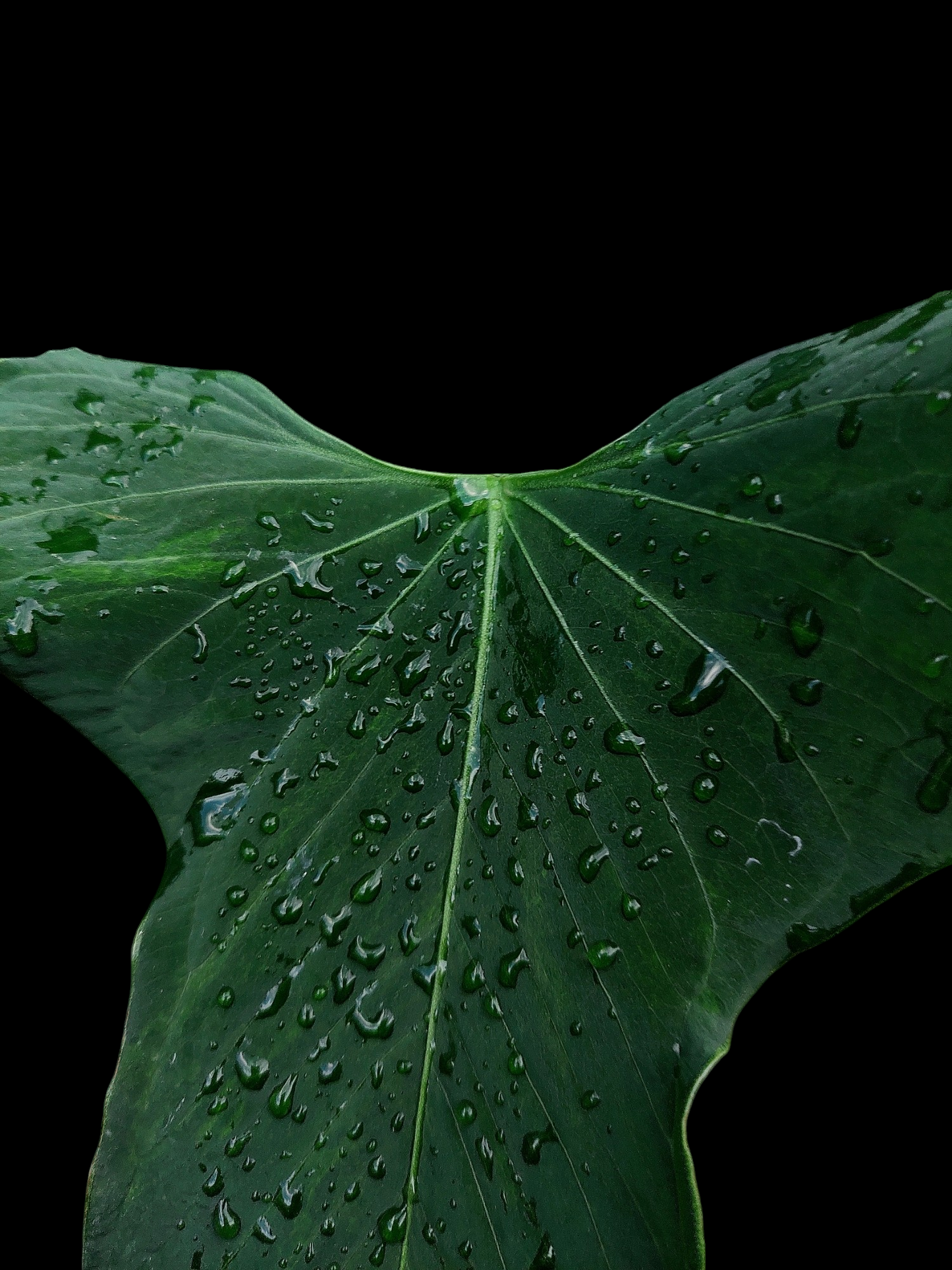 Anthurium Argyrostachyum 'Velvety' BIG PLANT (EXACT PLANT)
