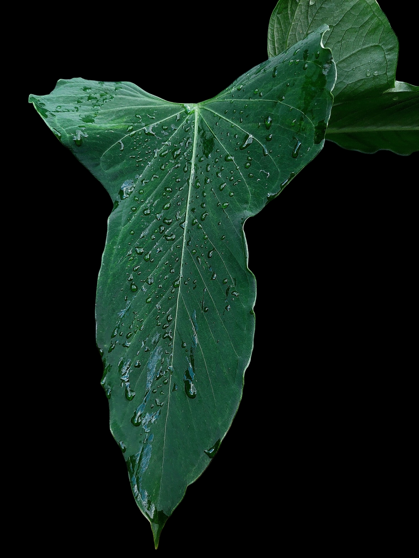Anthurium Argyrostachyum 'Velvety' BIG PLANT (EXACT PLANT)