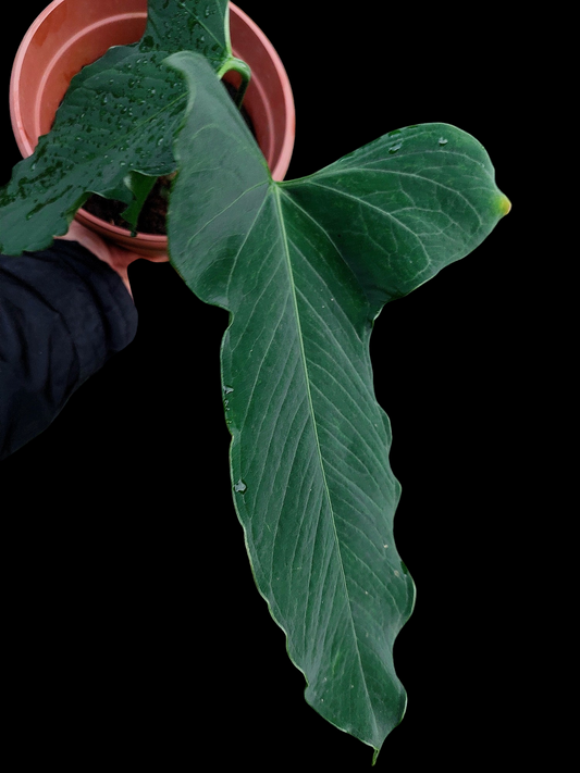 Anthurium Argyrostachyum 'Velvety' BIG PLANT (EXACT PLANT)