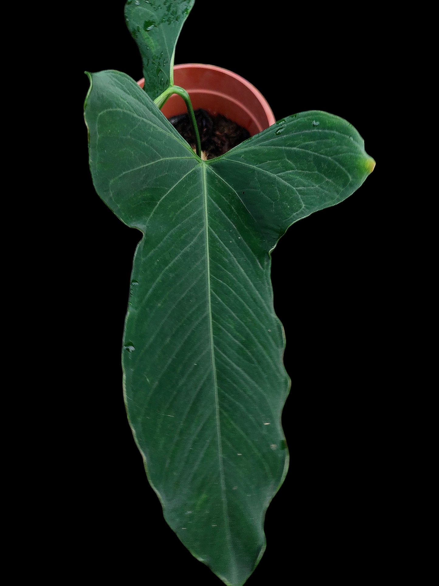 Anthurium Argyrostachyum 'Velvety' BIG PLANT (EXACT PLANT)
