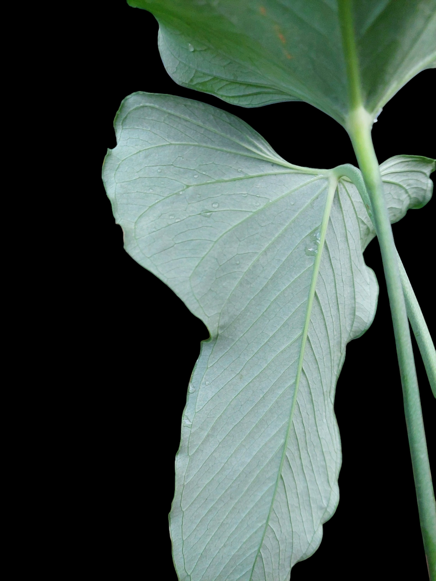 Anthurium Argyrostachyum 'Velvety' BIG PLANT (EXACT PLANT)