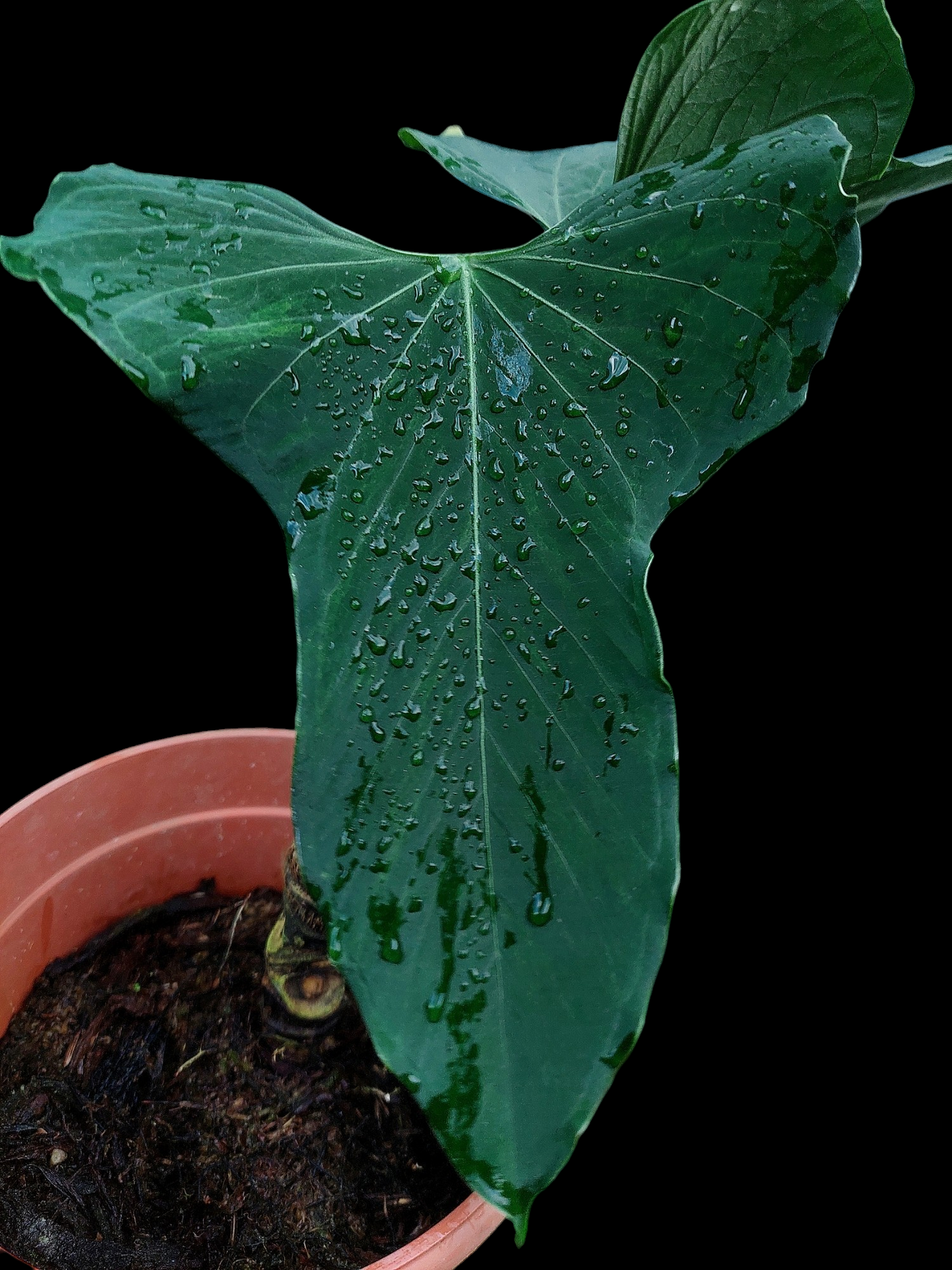 Anthurium Argyrostachyum 'Velvety' BIG PLANT (EXACT PLANT)