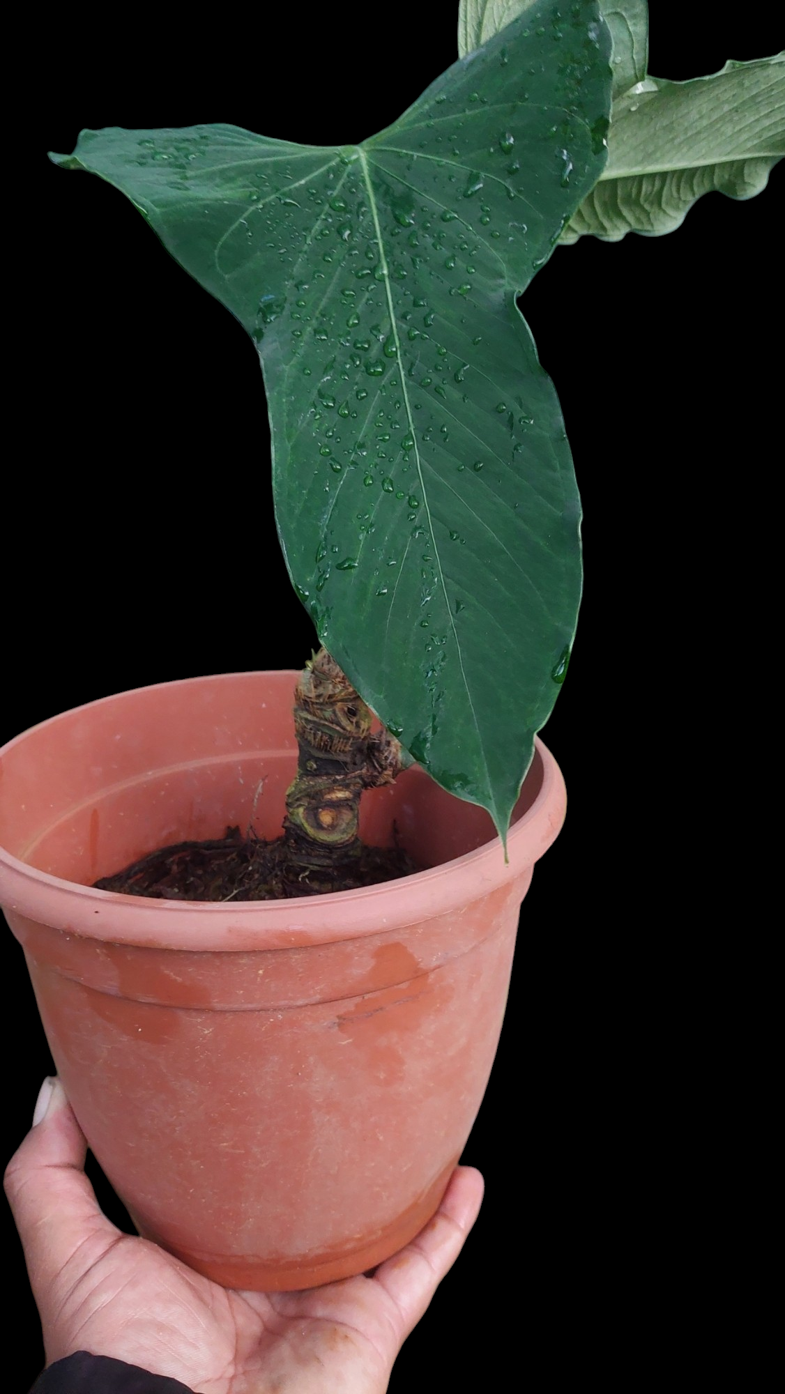 Anthurium Argyrostachyum 'Velvety' BIG PLANT (EXACT PLANT)