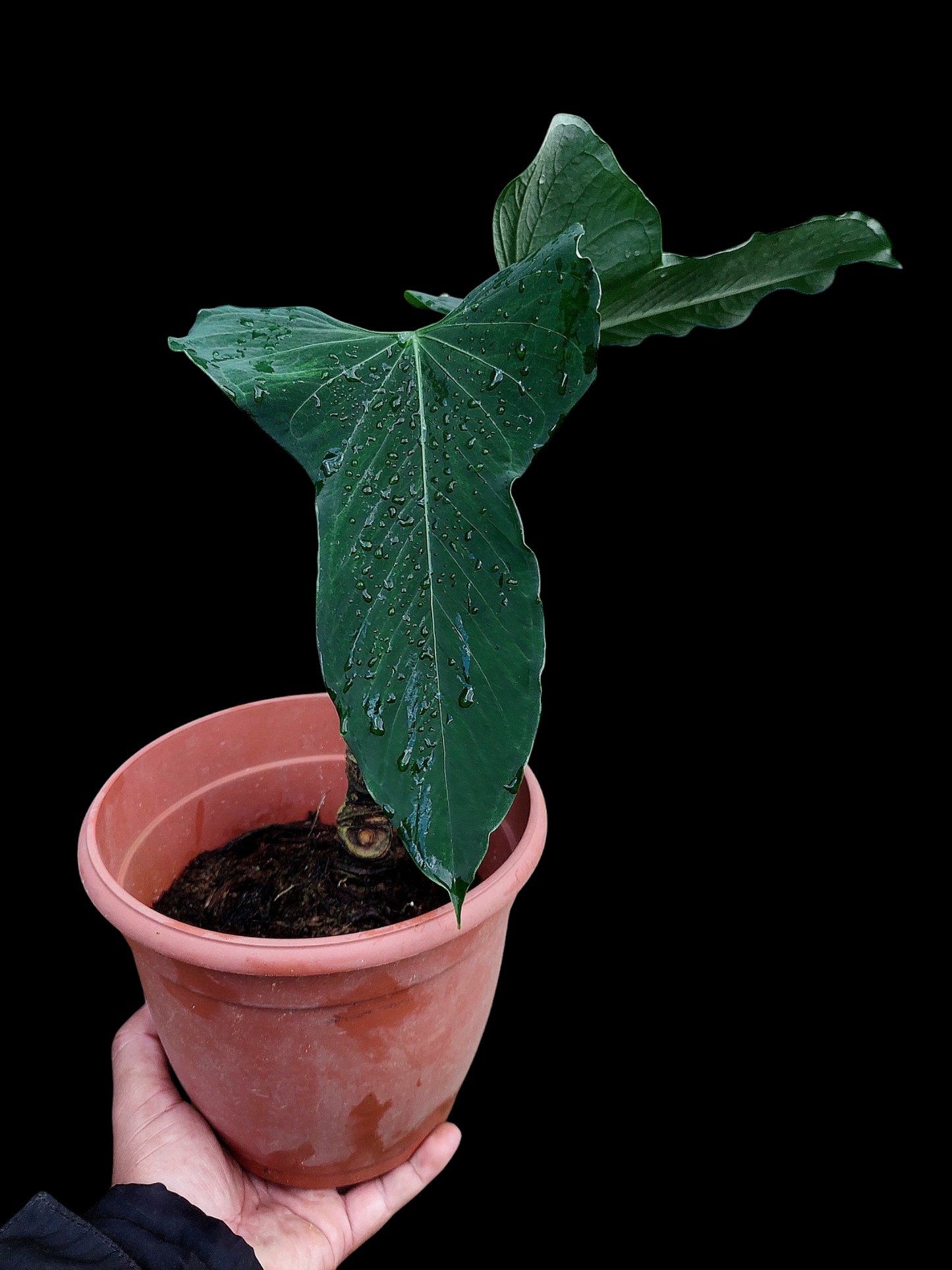 Anthurium Argyrostachyum 'Velvety' BIG PLANT (EXACT PLANT)