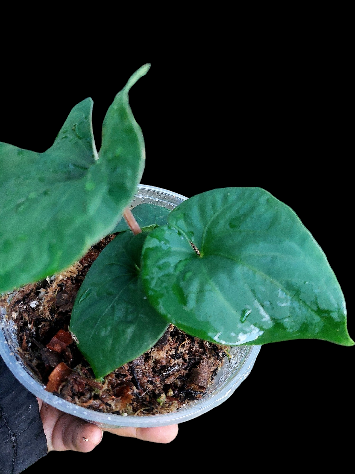 Anthurium sp. 'Huanuco Velvet' Small Size With 4 Leaves (EXACT PLANT)