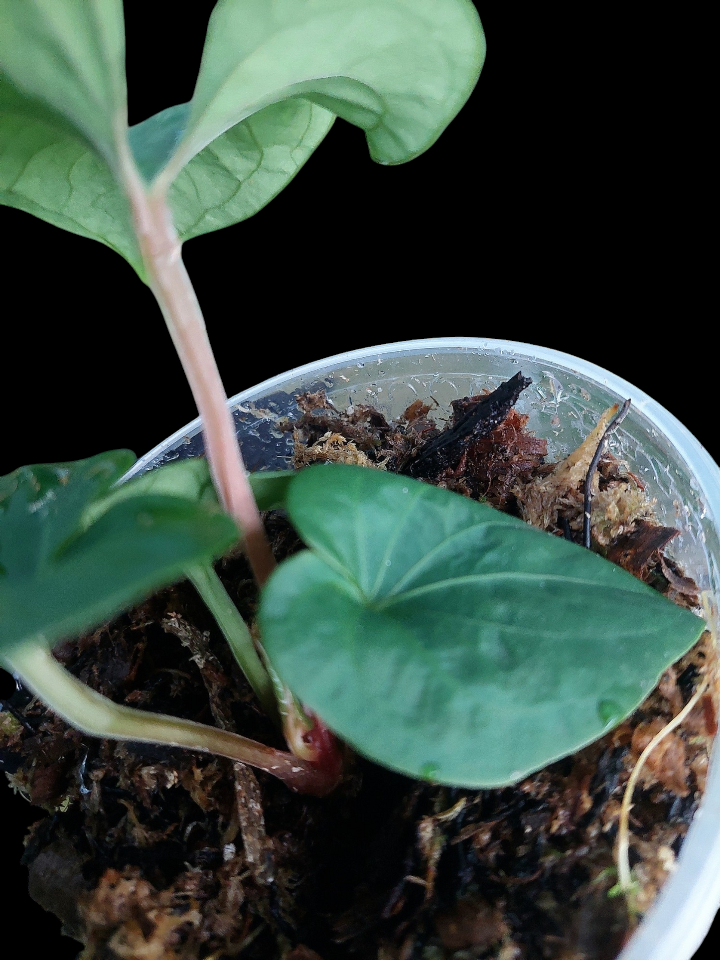 Anthurium sp. 'Huanuco Velvet' Small Size With 4 Leaves (EXACT PLANT)