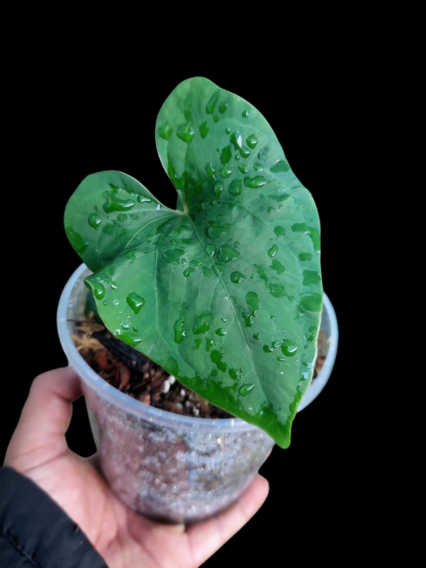 Anthurium sp. 'Huanuco Velvet' Small Size With 4 Leaves (EXACT PLANT)