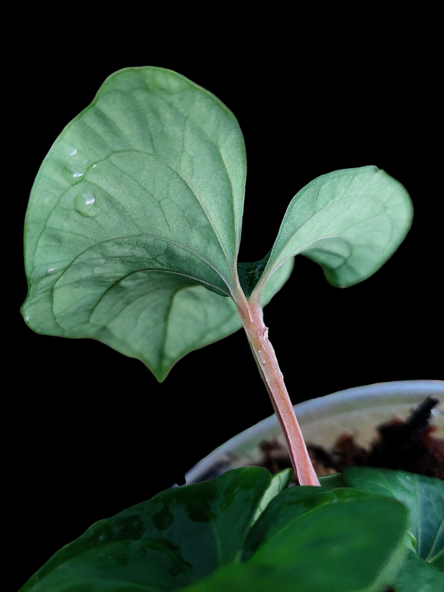 Anthurium sp. 'Huanuco Velvet' Small Size With 4 Leaves (EXACT PLANT)