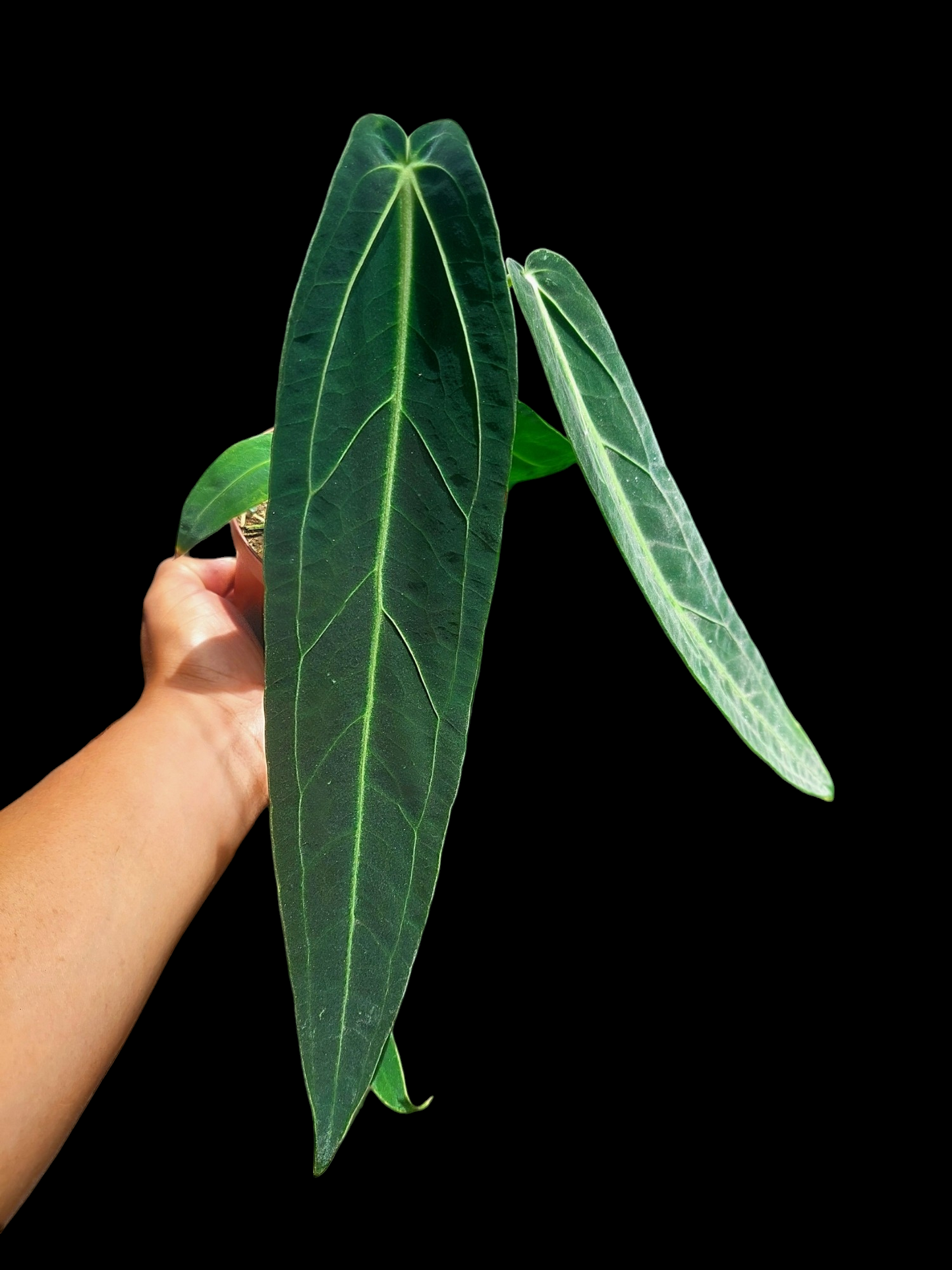Anthurium Warocqueanum (EXACT PLANT)