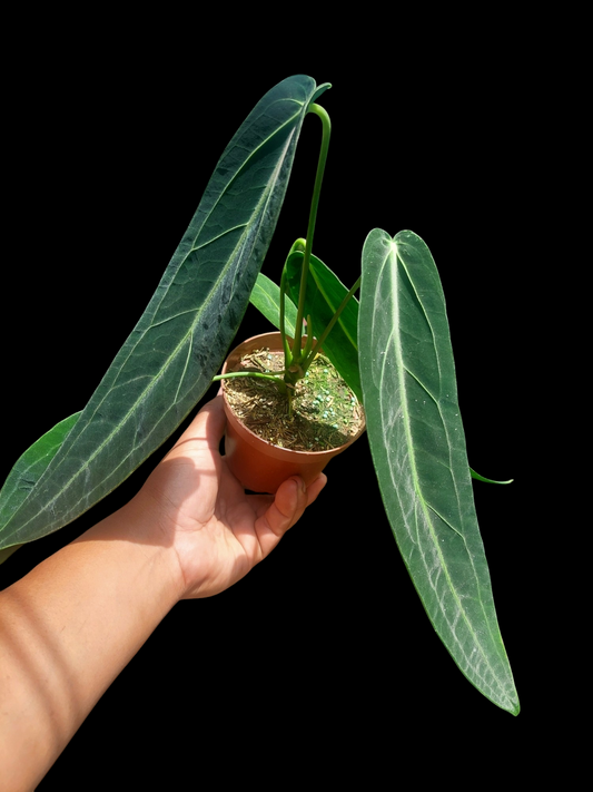 Anthurium Warocqueanum (EXACT PLANT)