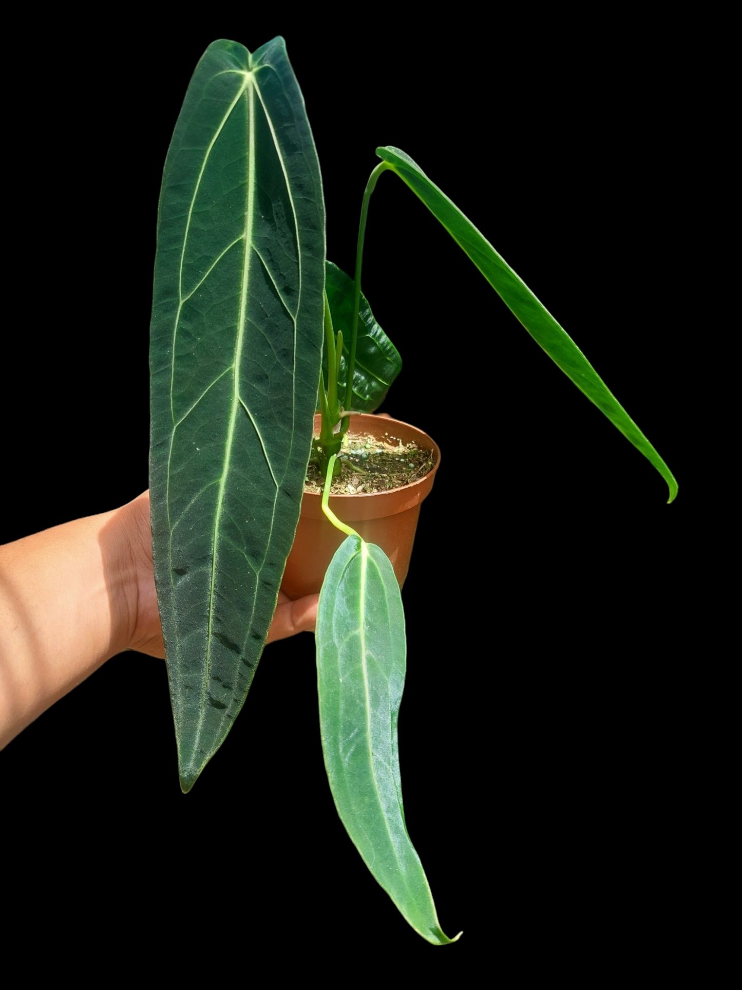 Anthurium Warocqueanum (EXACT PLANT)