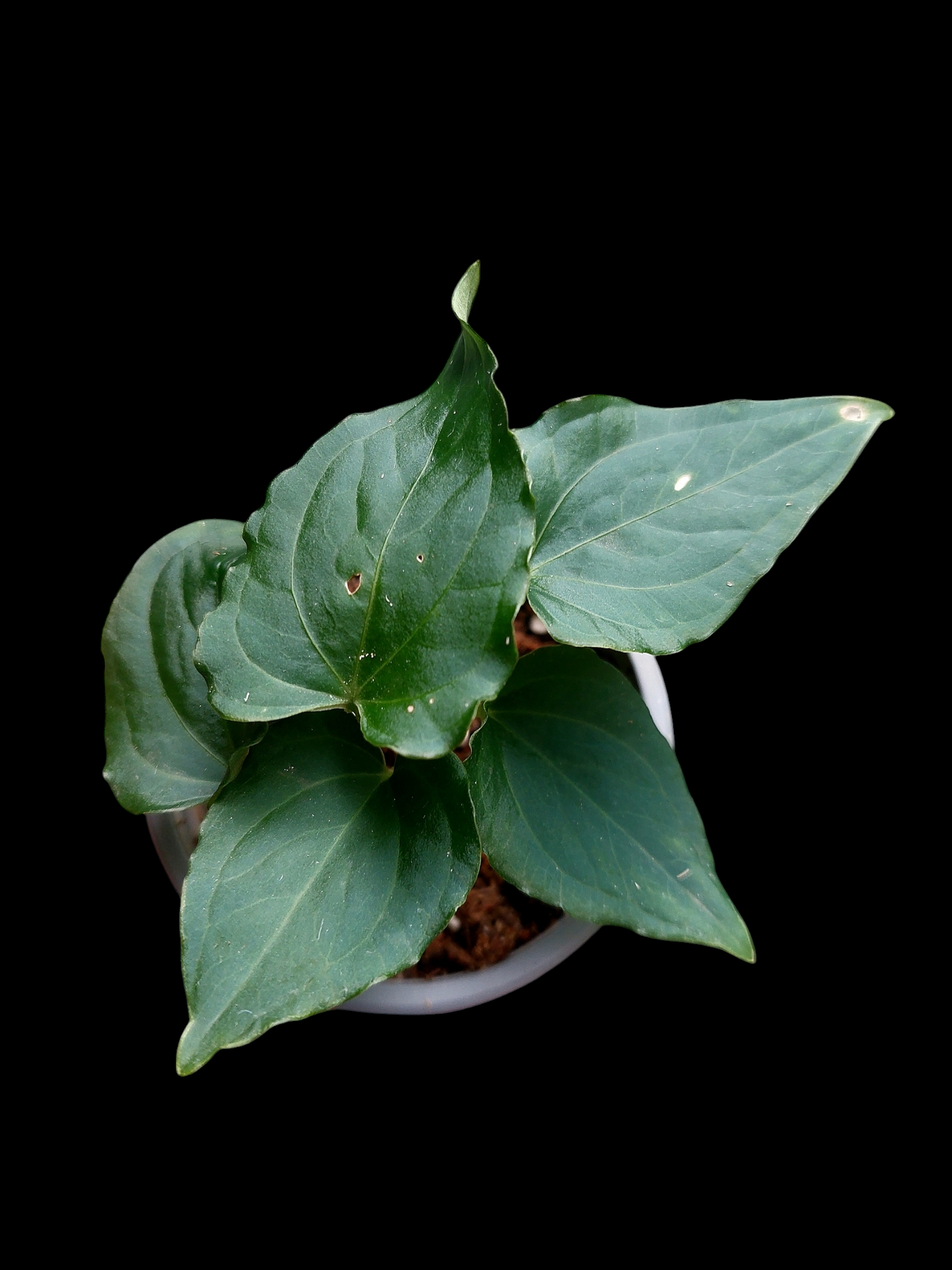 Anthurium sp. "Kunayala Glow" Dark Form (EXACT PLANT)