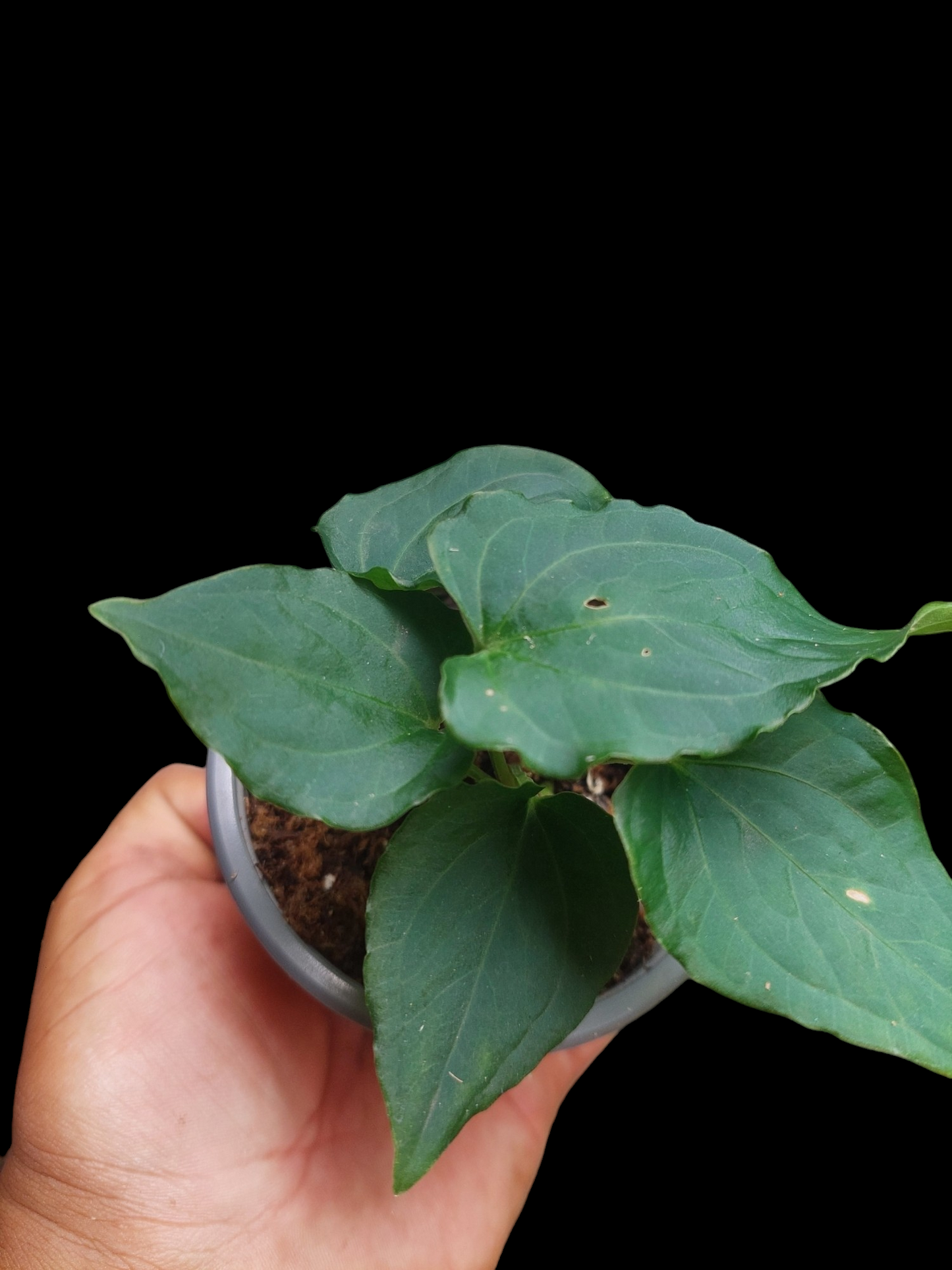 Anthurium sp. "Kunayala Glow" Dark Form (EXACT PLANT)