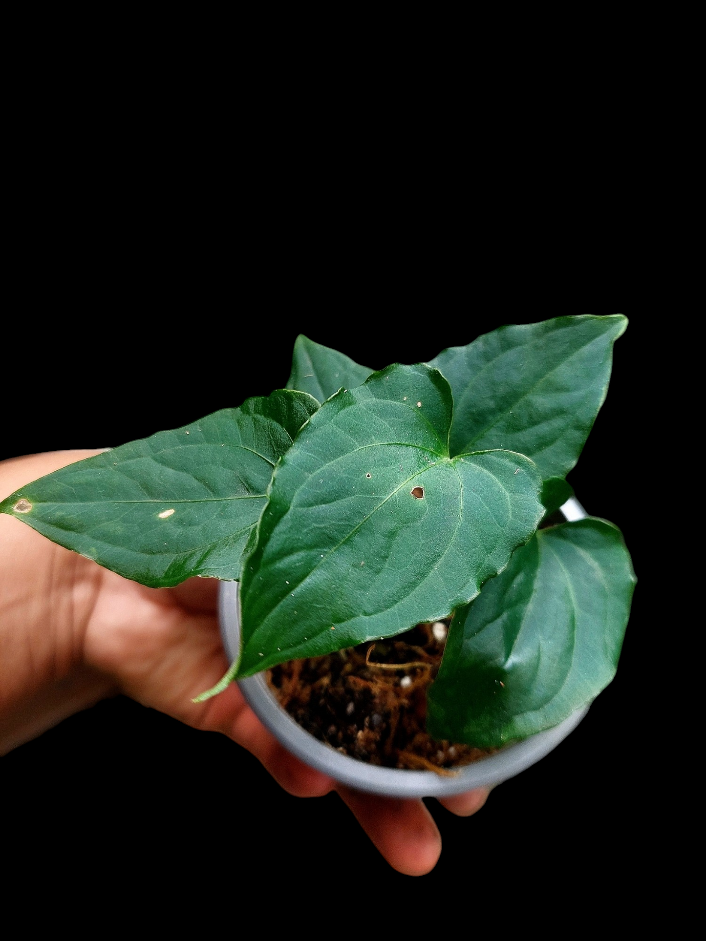 Anthurium sp. "Kunayala Glow" Dark Form (EXACT PLANT)