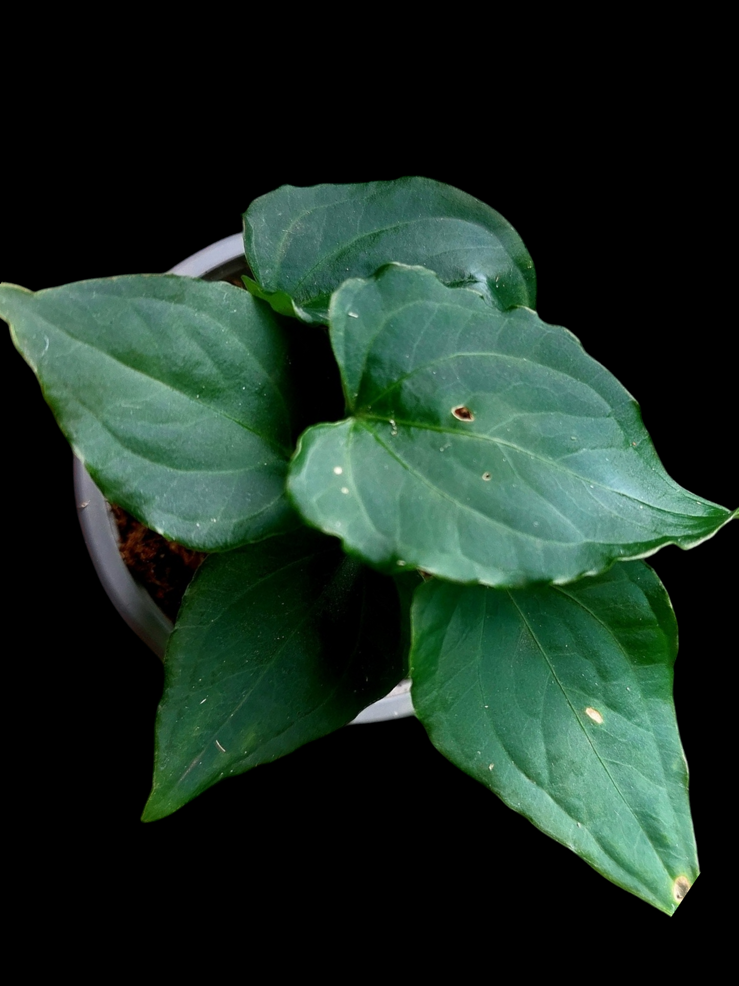 Anthurium sp. "Kunayala Glow" Dark Form (EXACT PLANT)