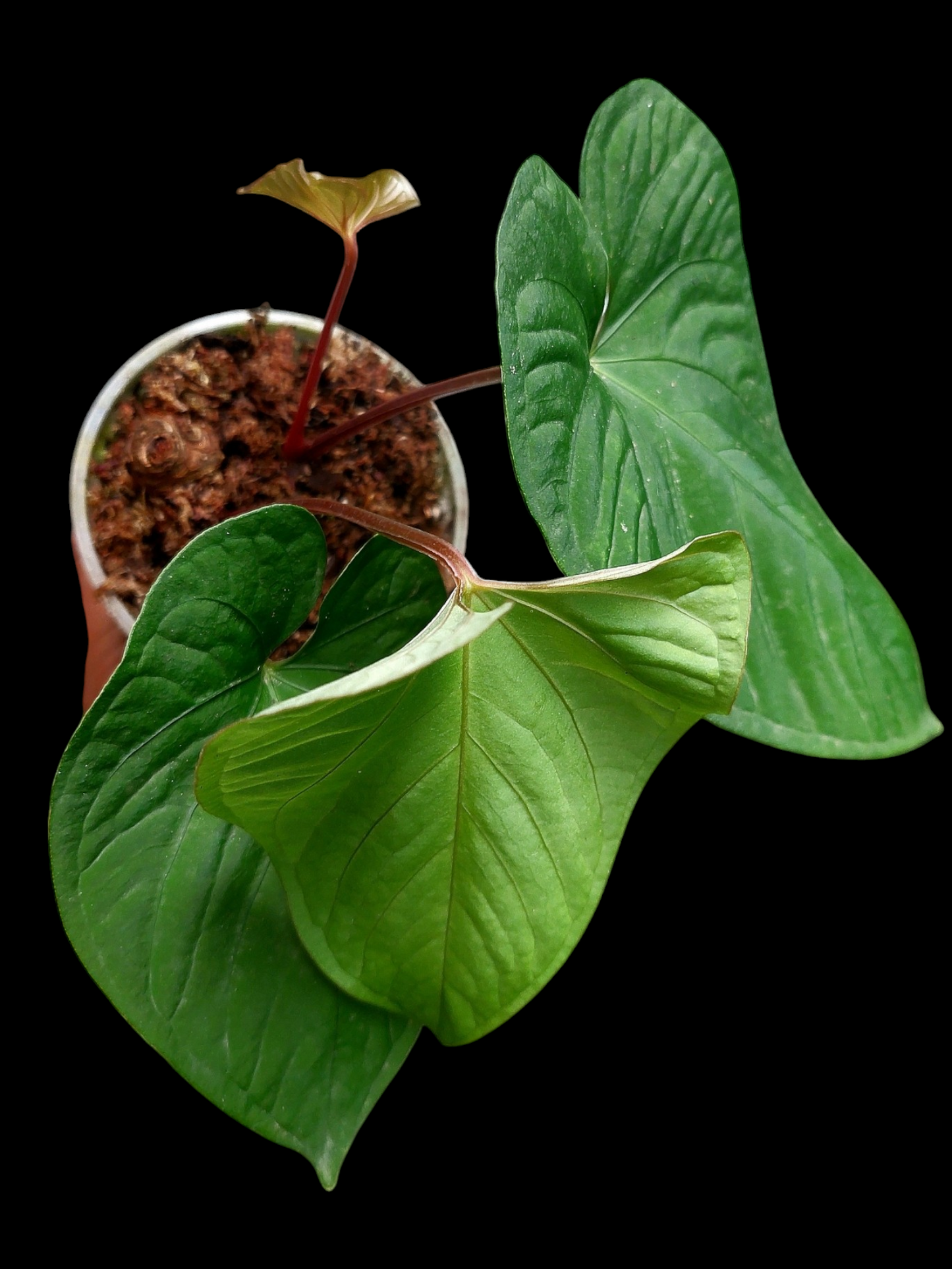 Anthurium sp. "Kunayala Glow" with 4 Leaves (EXACT PLANT)