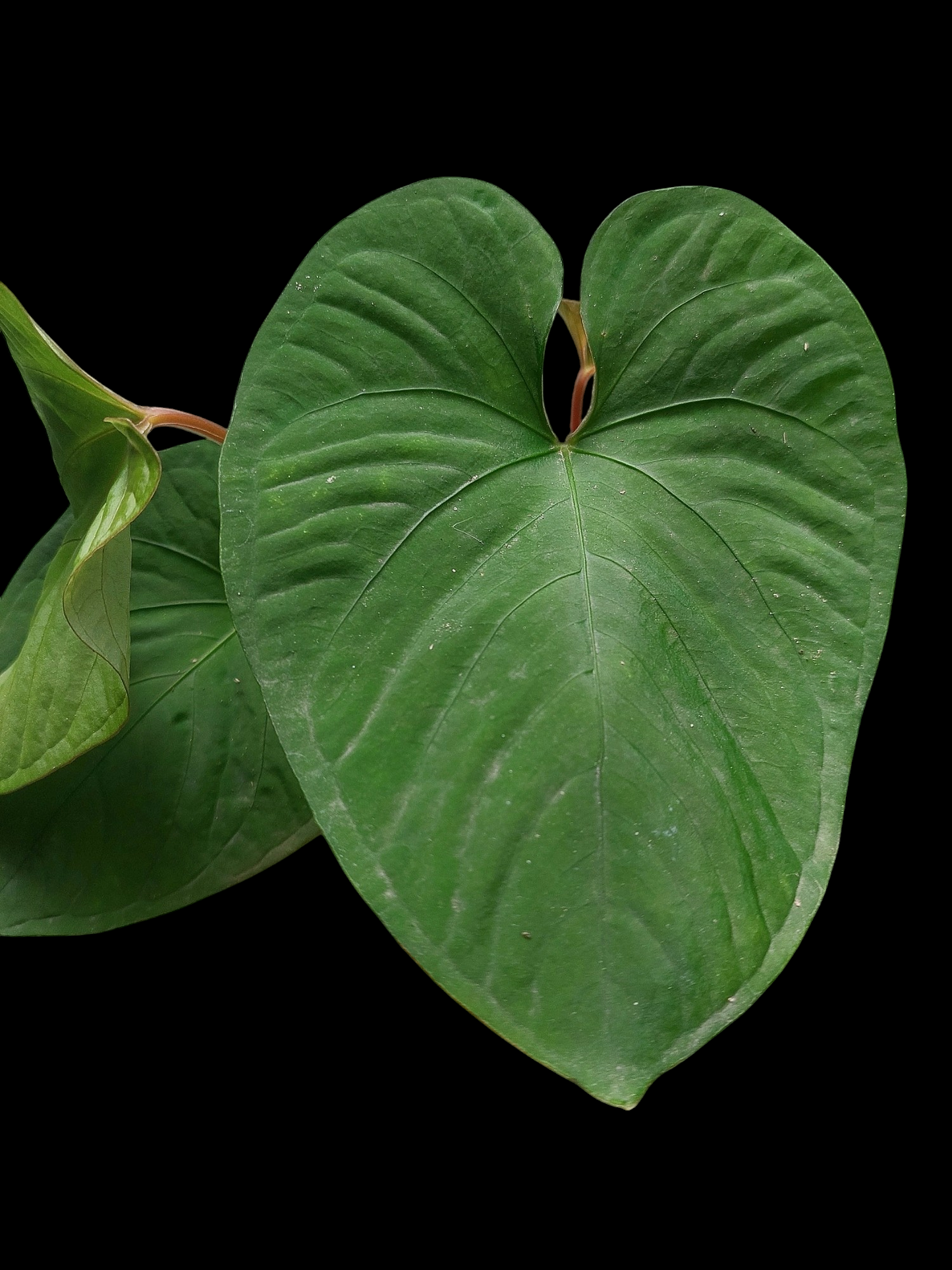 Anthurium sp. "Kunayala Glow" with 4 Leaves (EXACT PLANT)