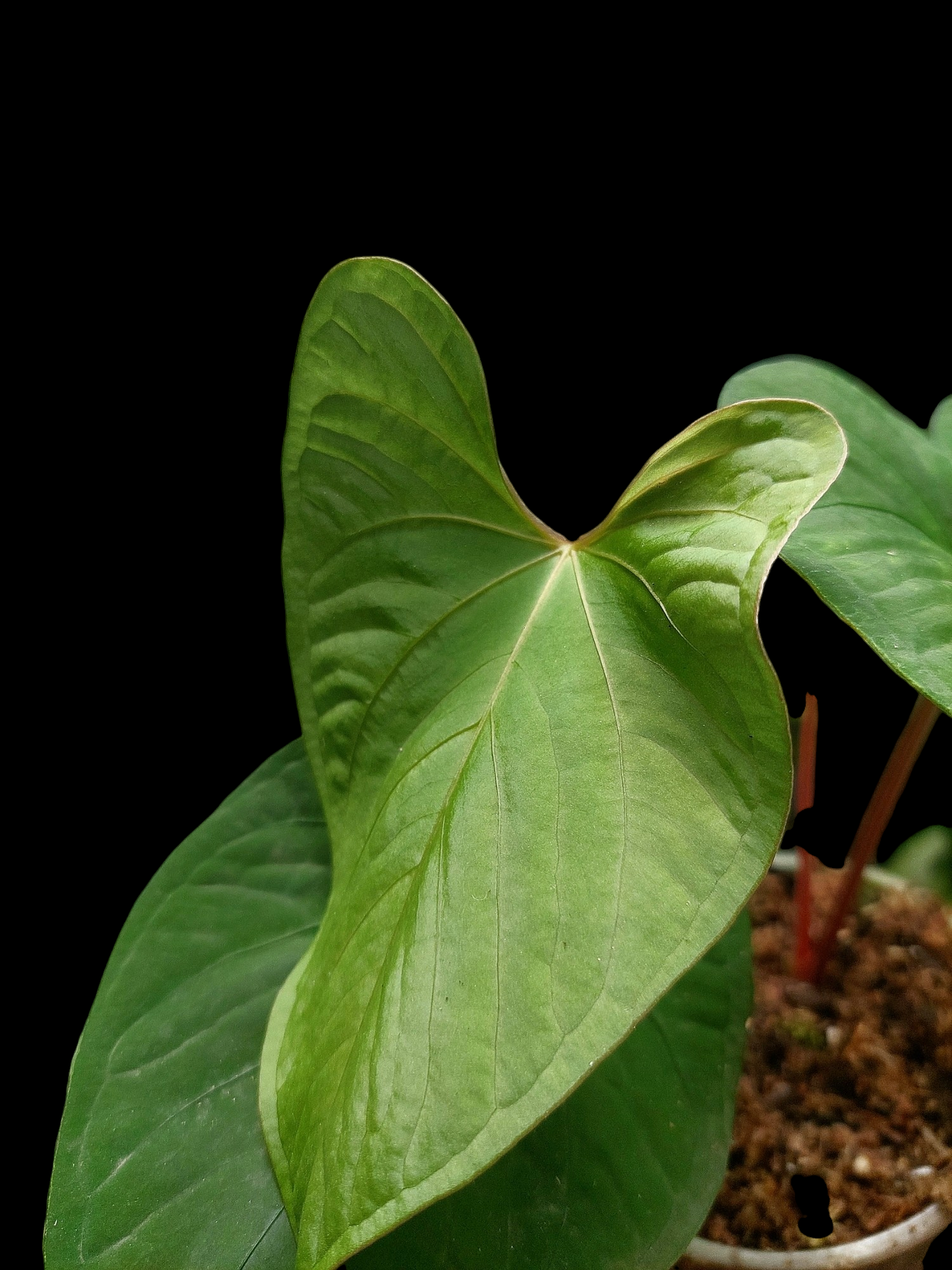 Anthurium sp. "Kunayala Glow" with 4 Leaves (EXACT PLANT)