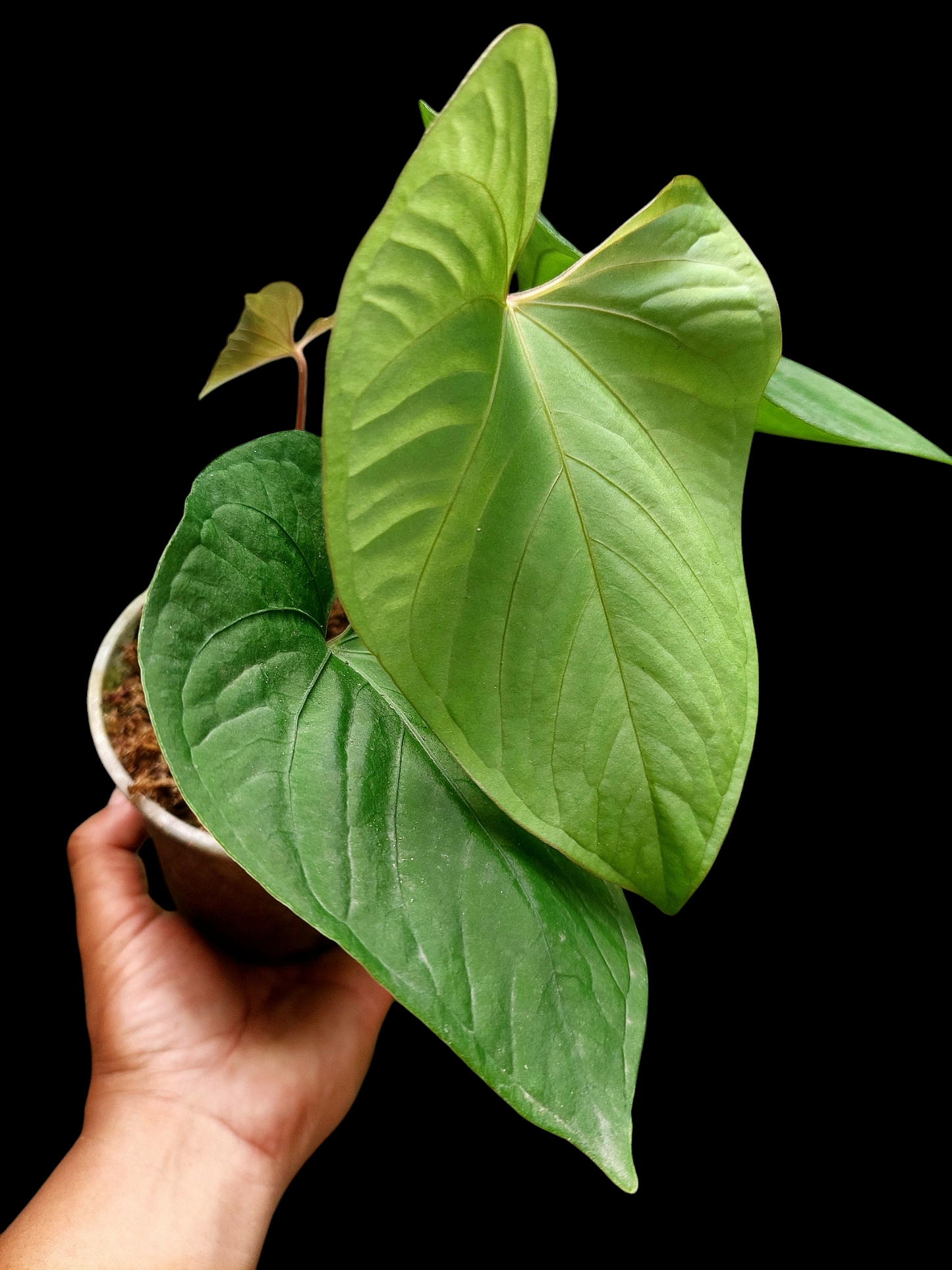 Anthurium sp. "Kunayala Glow" with 4 Leaves (EXACT PLANT)