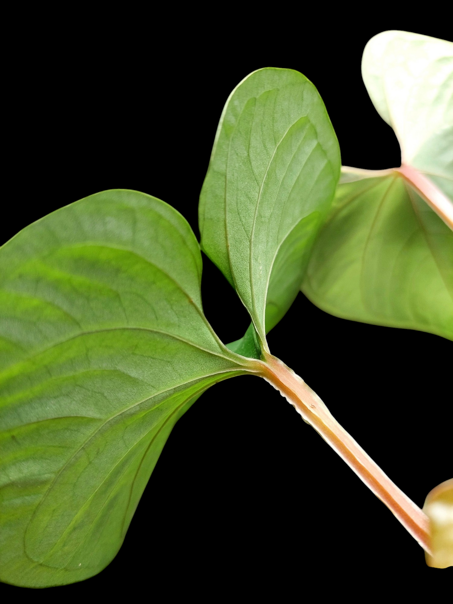 Anthurium sp. "Kunayala Glow" with 4 Leaves (EXACT PLANT)