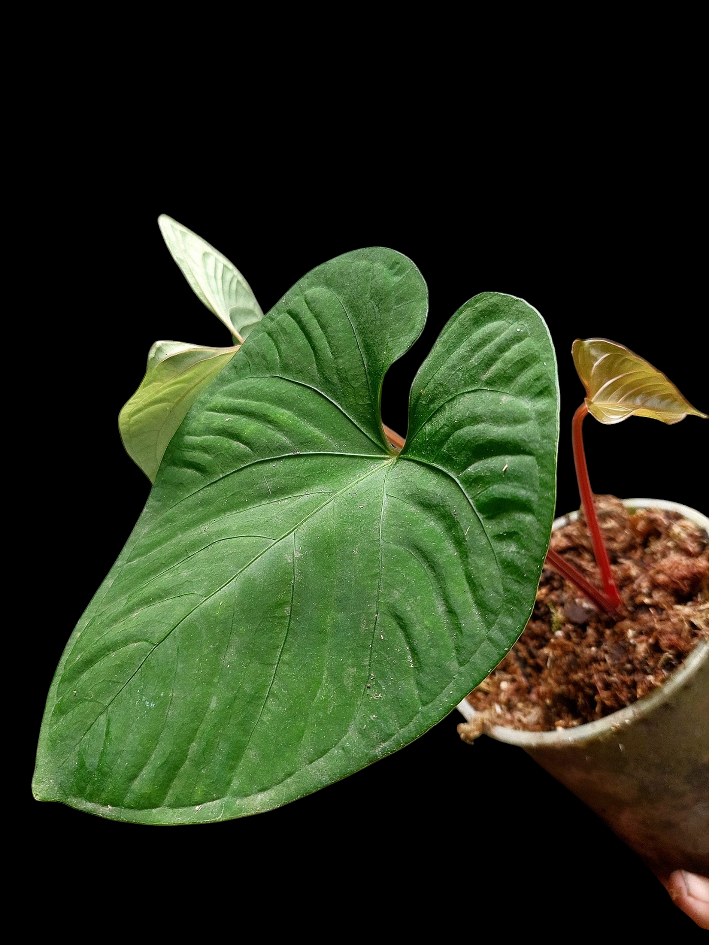 Anthurium sp. "Kunayala Glow" with 4 Leaves (EXACT PLANT)
