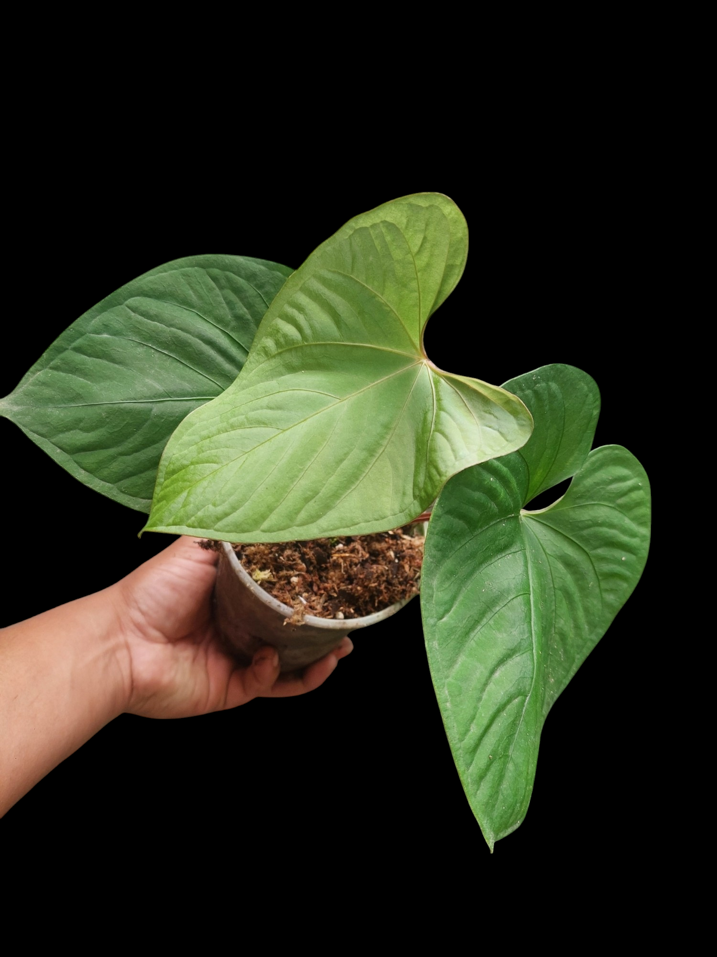 Anthurium sp. "Kunayala Glow" with 4 Leaves (EXACT PLANT)