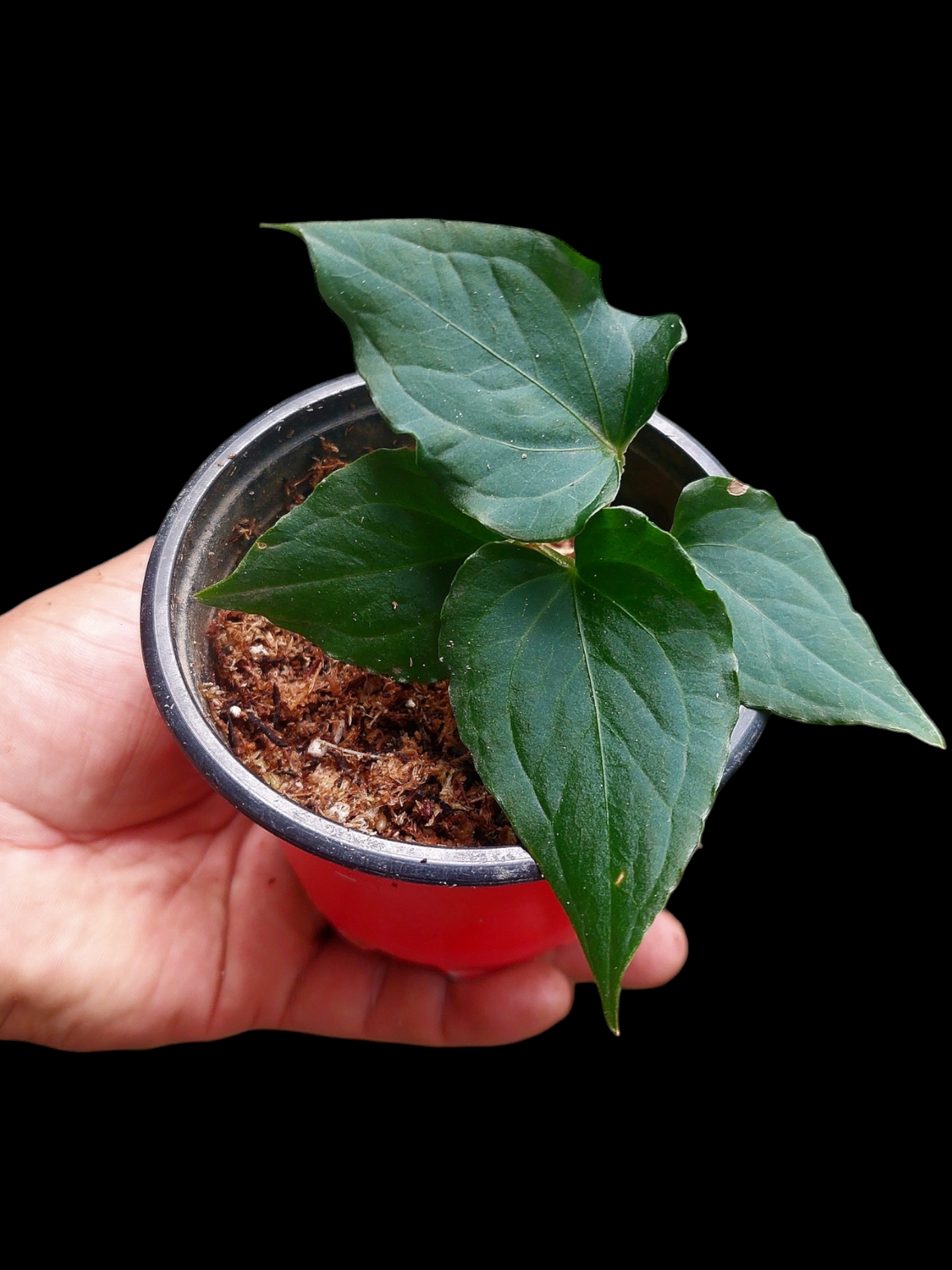 Anthurium sp. 'Kunayala Glow' Dark Form With 4 Leaves (EXACT PLANT)